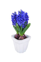 Outdoor Plant Large 3PP / Blue Hyacinthus orientalis Hyacinthus orientalis