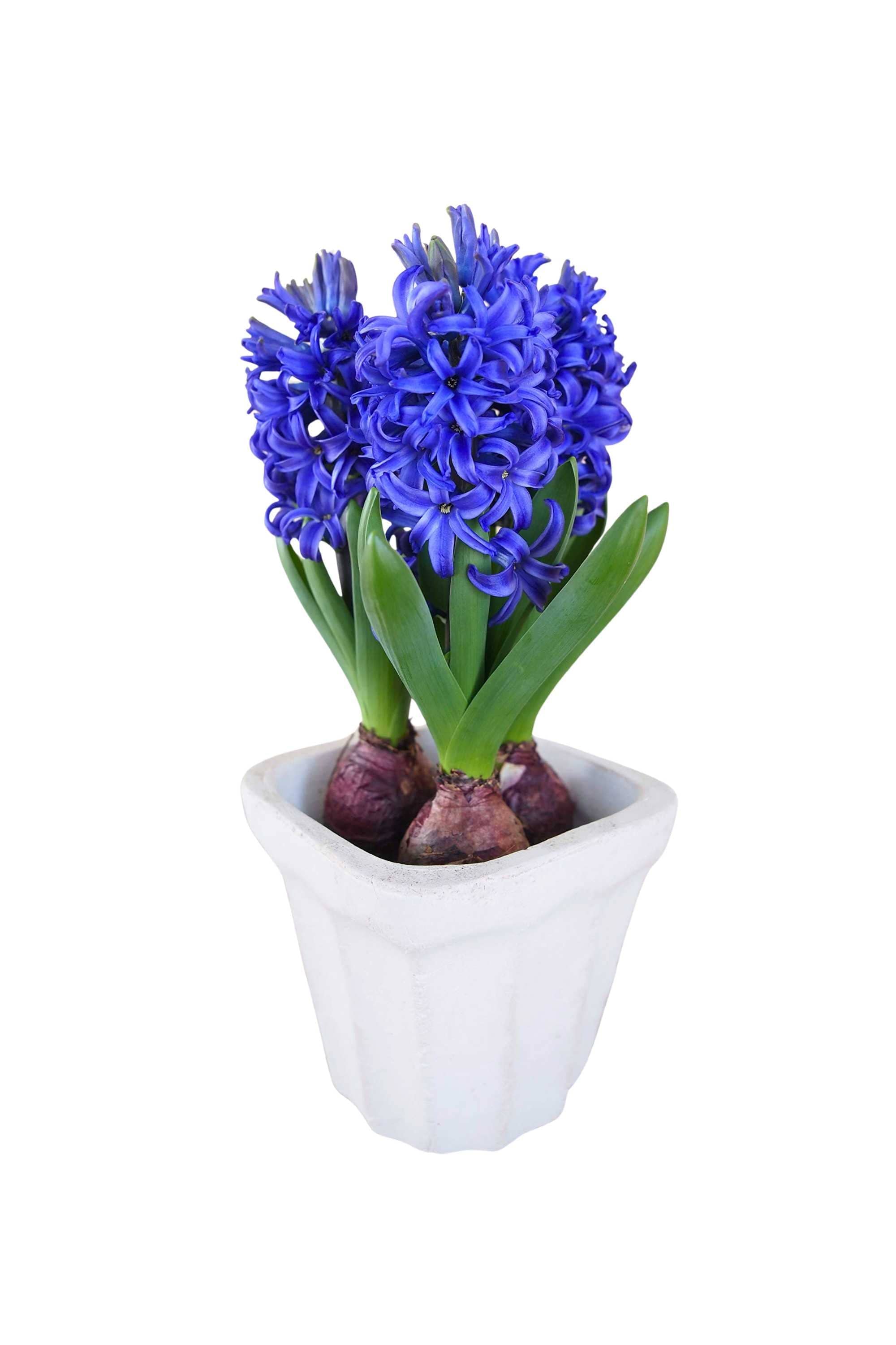 Outdoor Plant Large 3PP / Blue Hyacinthus orientalis Hyacinthus orientalis