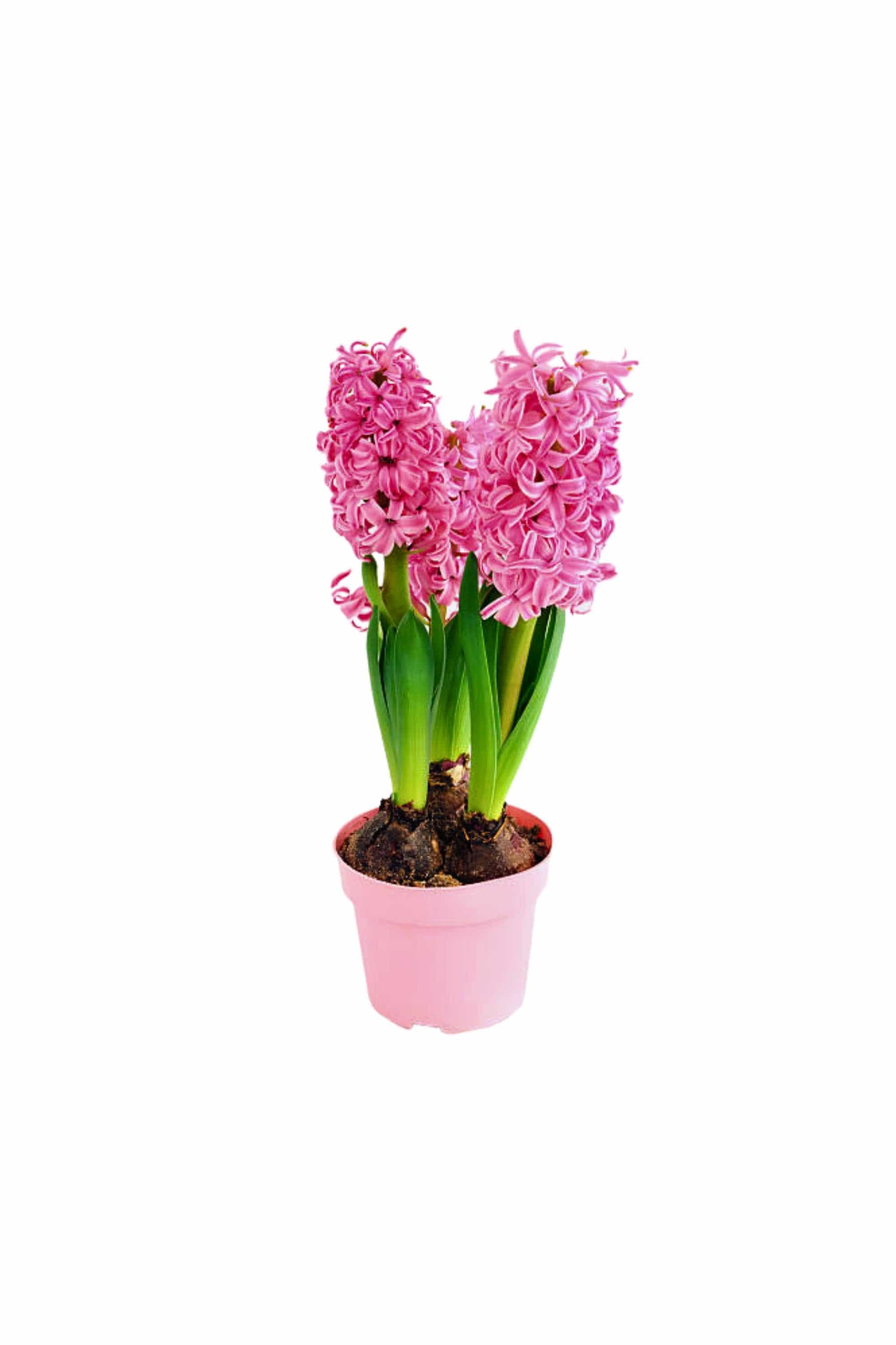 Outdoor Plant Large 3PP / Pink Hyacinthus orientalis Hyacinthus orientalis