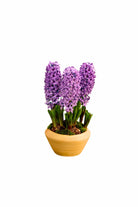 Outdoor Plant Large 3PP / Purple Hyacinthus orientalis Hyacinthus orientalis