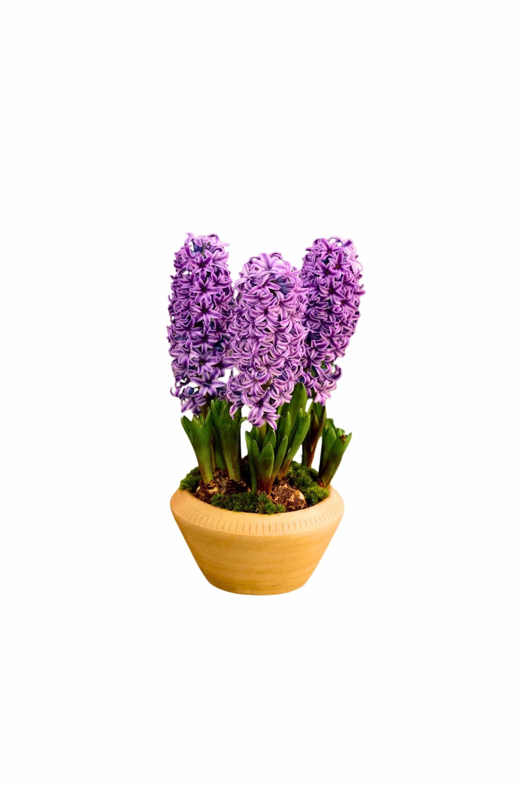 Outdoor Plant Large 3PP / Purple Hyacinthus orientalis Hyacinthus orientalis