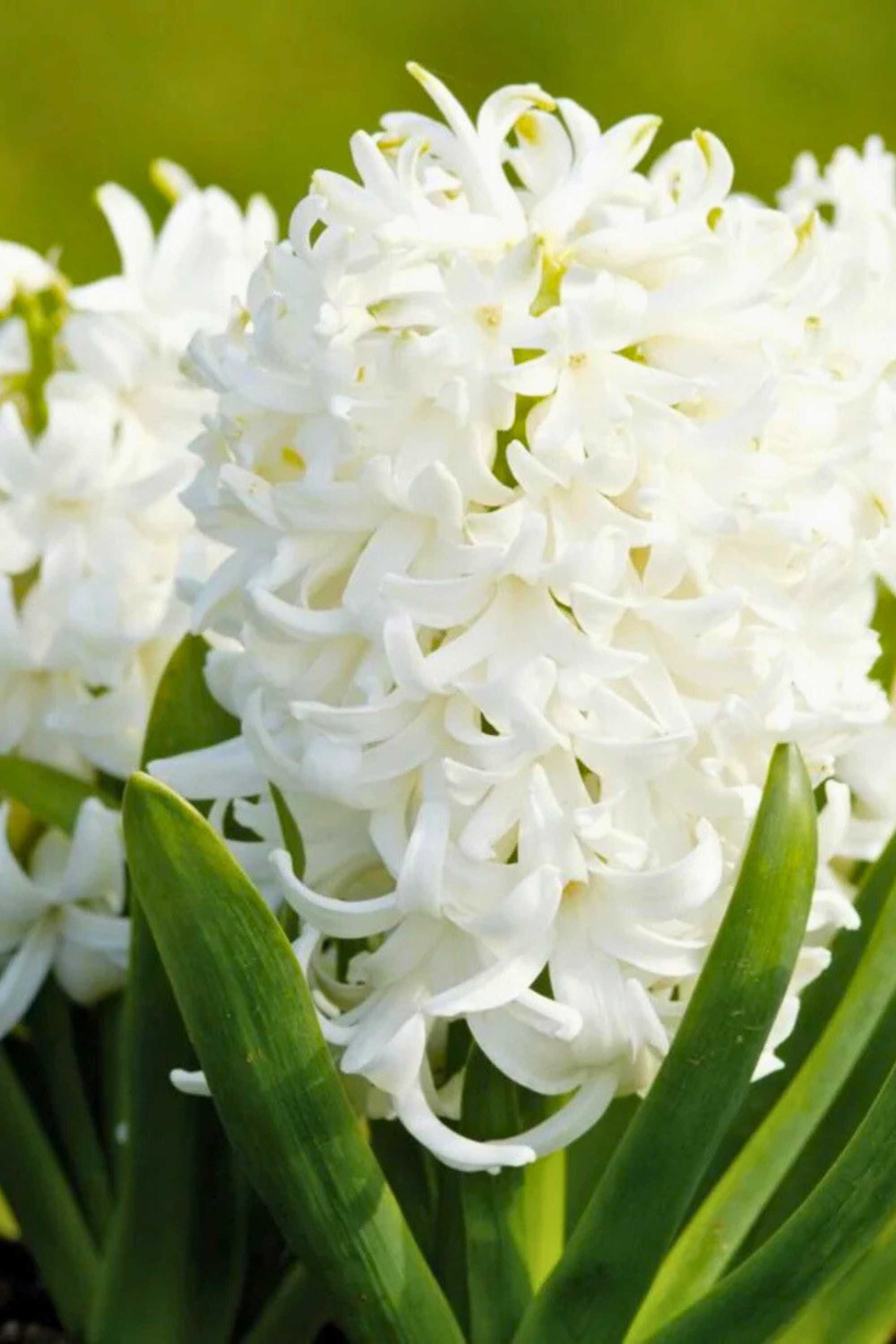 Outdoor Plant Large 3PP / White Hyacinthus orientalis Hyacinthus orientalis
