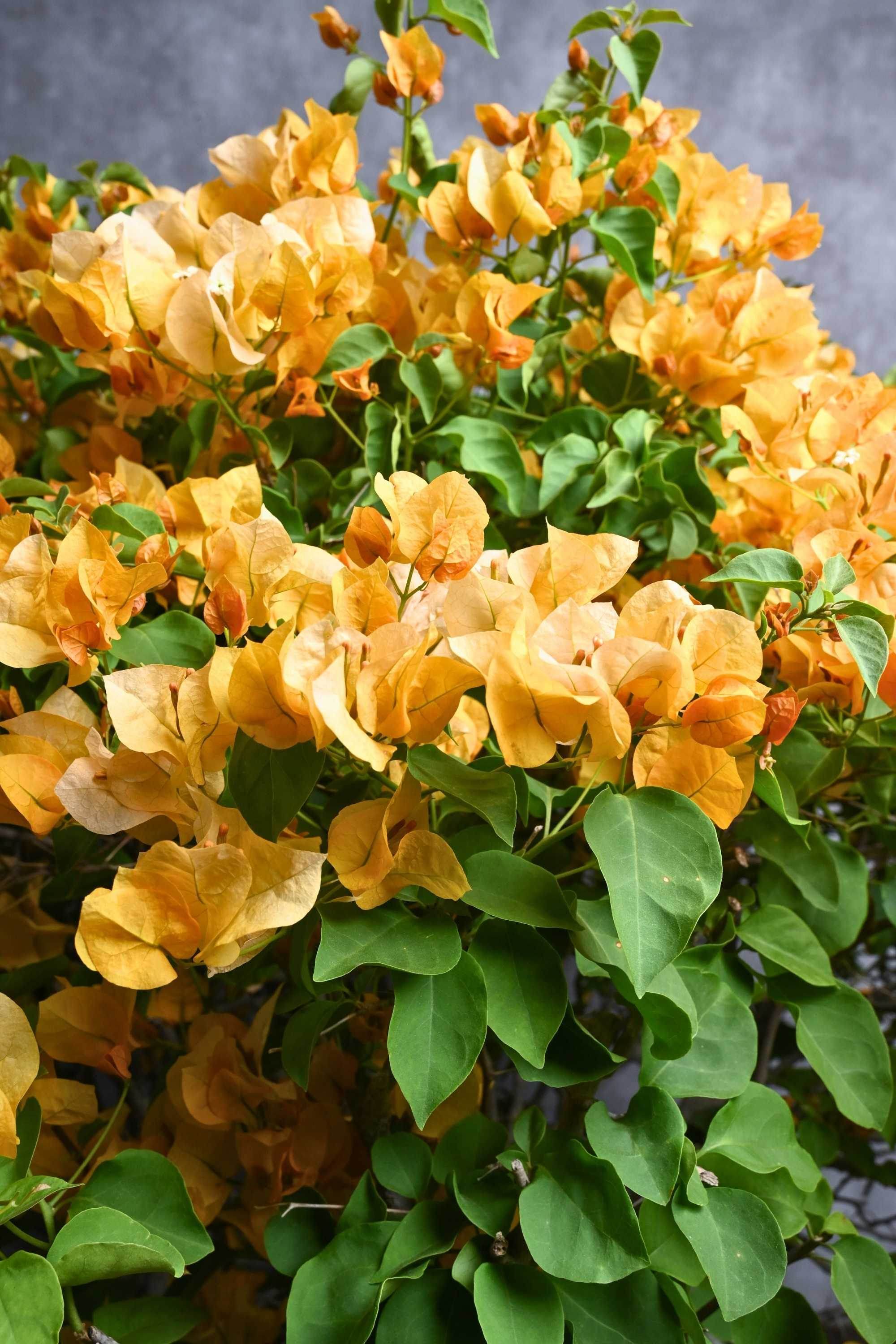 Outdoor Plant Large 50-60 cms Bougainvillea 'California Gold' Bougainvillea 'California Gold'