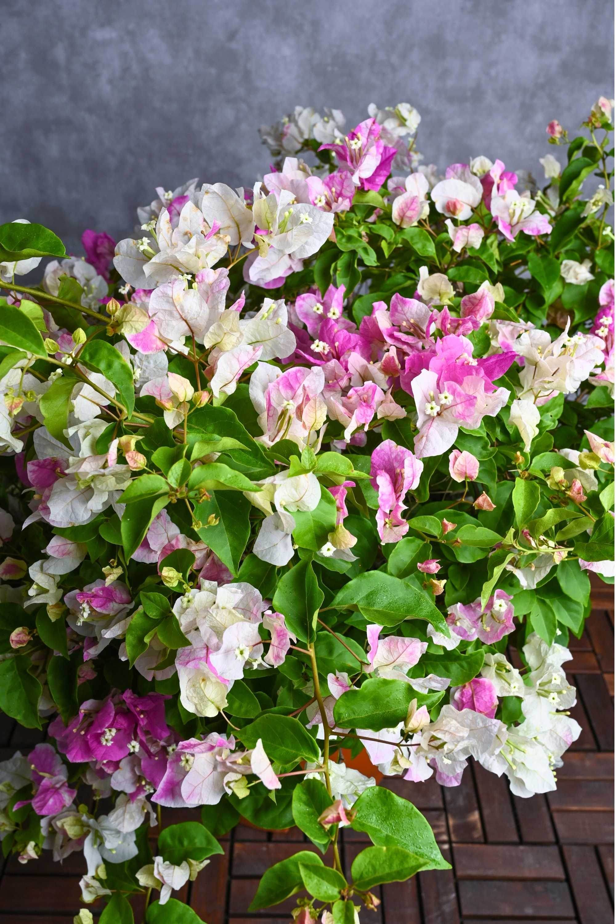 Outdoor Plant Large 50-60 cms / Coco Ice Bougainvillea Spp Bougainvillea Spp