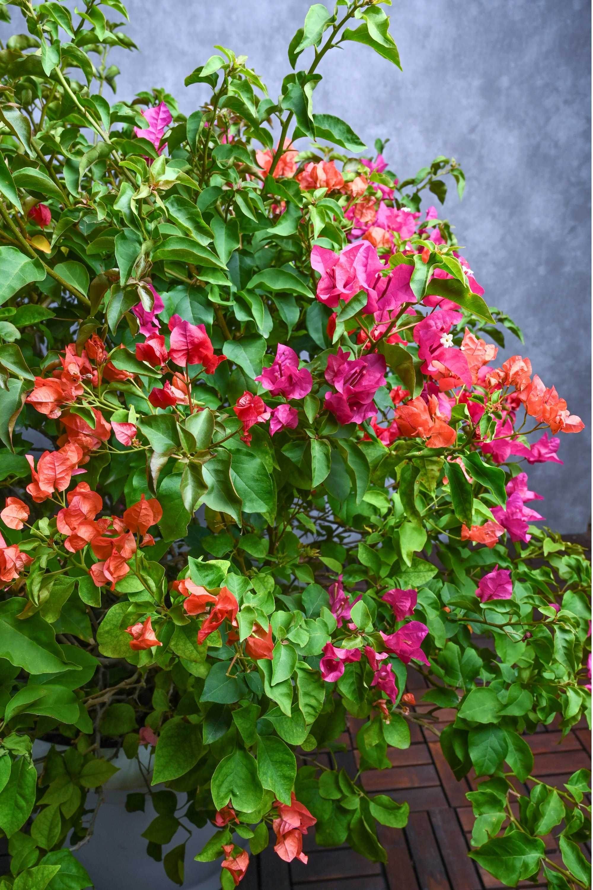 Outdoor Plant Large 50-60 cms / Glabra Bougainvillea Spp Bougainvillea Spp