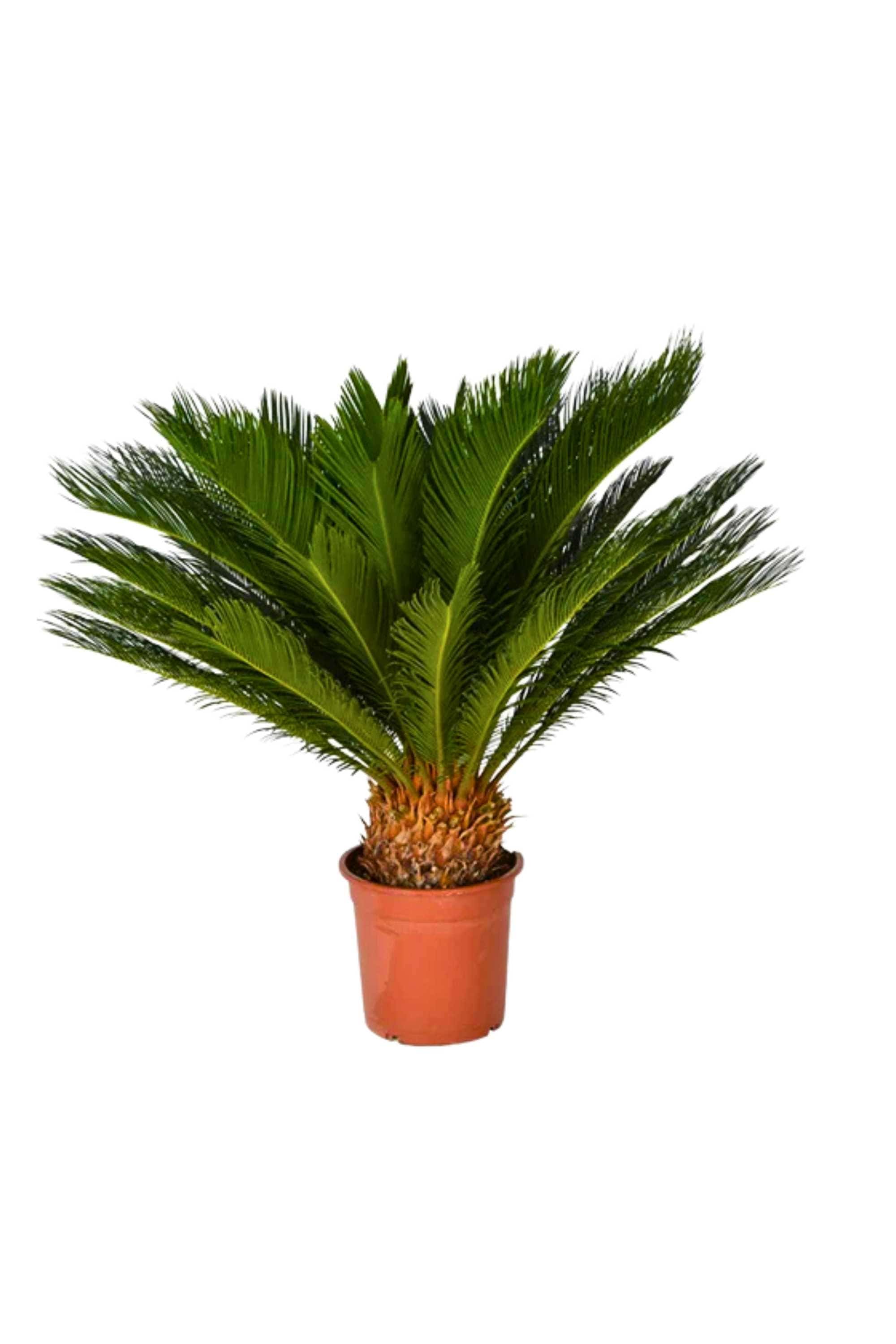 Outdoor Plant Large 60-80 cms Sago Palm Sago Palm