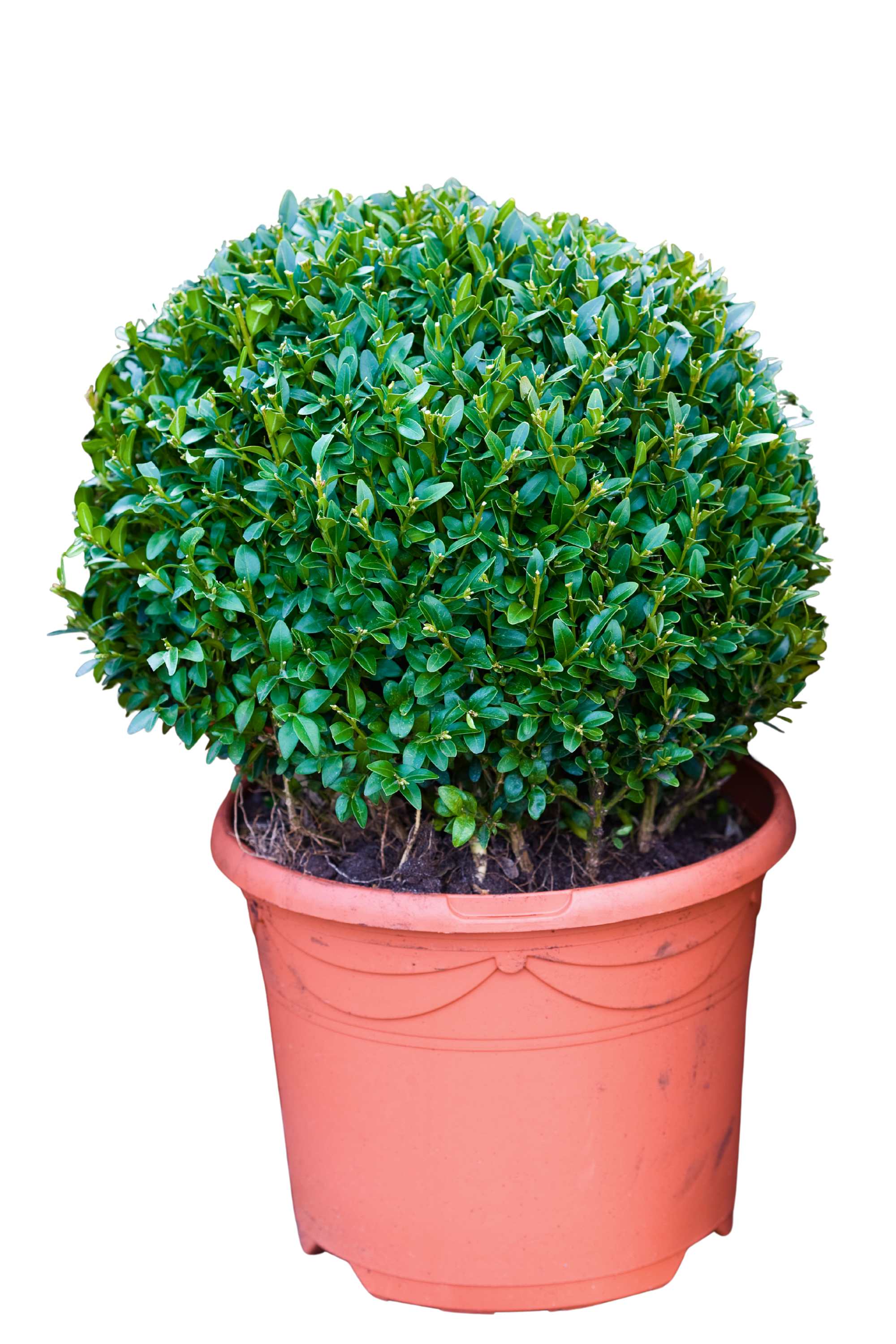 Outdoor Plant Large 80-90 cms Buxus Sempervirens Buxus Sempervirens