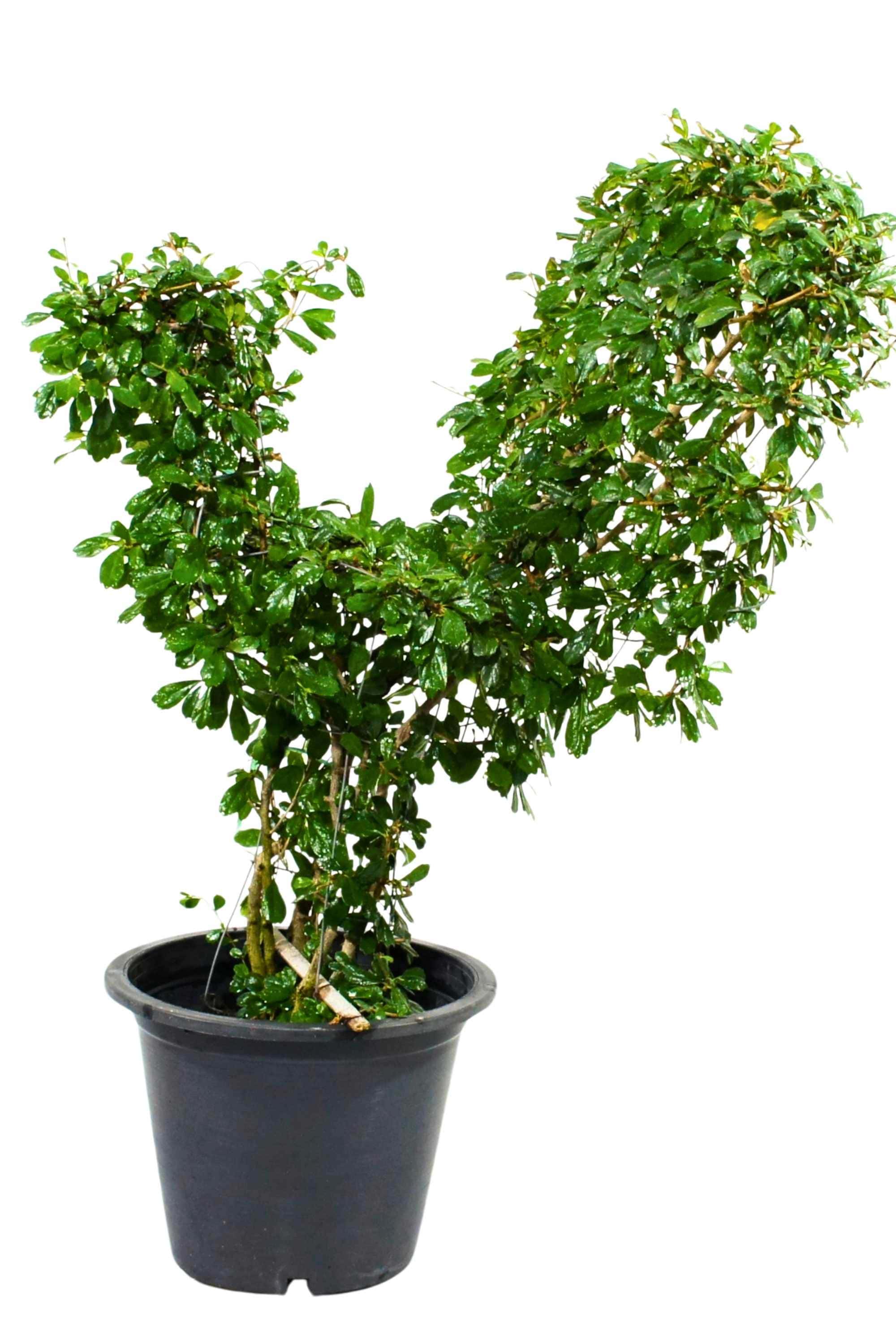Outdoor Plant Large 80 cms Ehretia "Farm Animals" Buxifolia Shapes Ehretia "Farm Animals" Buxifolia Shapes