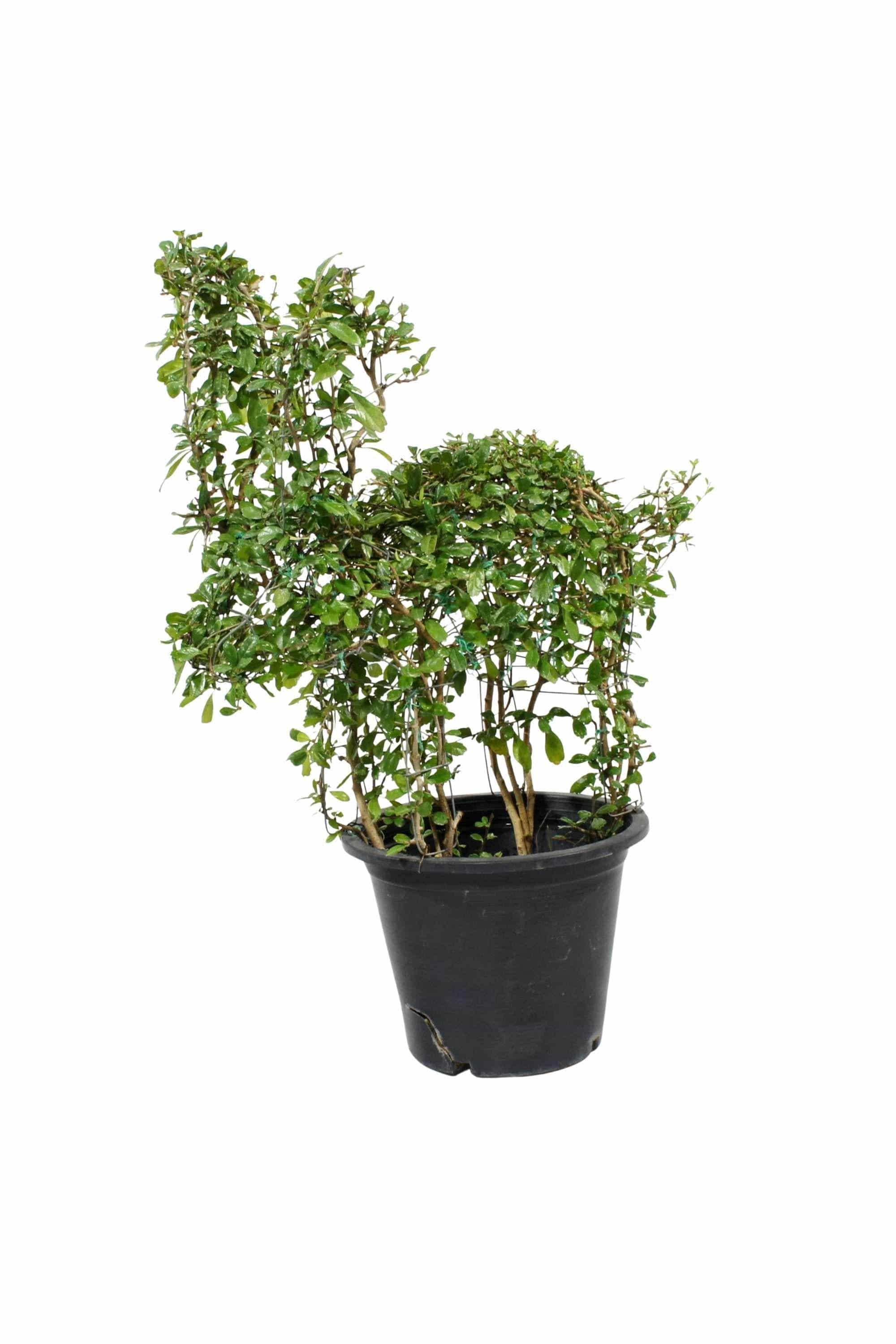 Outdoor Plant Large 80 cms Ehretia "Farm Animals" Buxifolia Shapes Ehretia "Farm Animals" Buxifolia Shapes