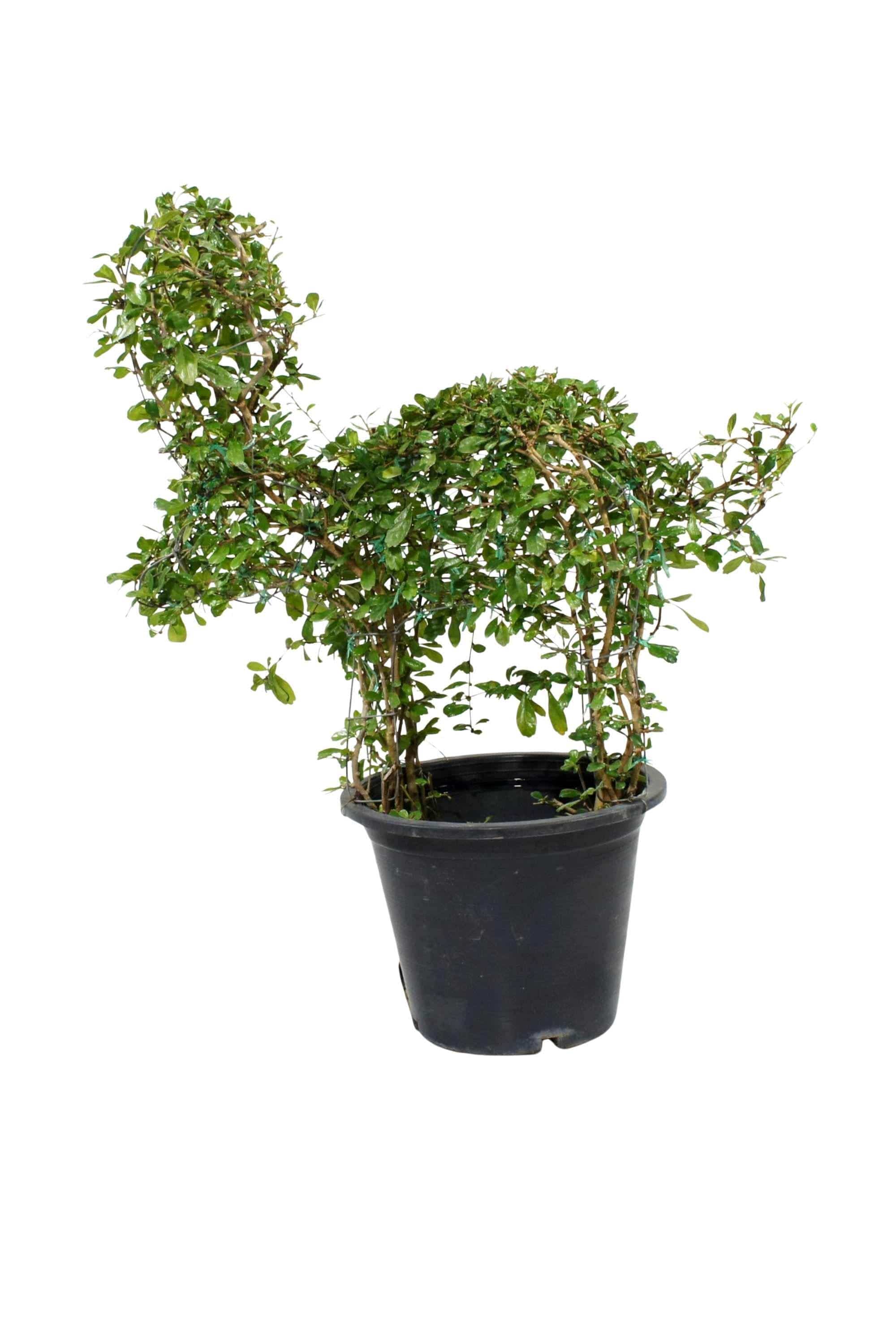 Outdoor Plant Large 80 cms Ehretia "Farm Animals" Buxifolia Shapes Ehretia "Farm Animals" Buxifolia Shapes