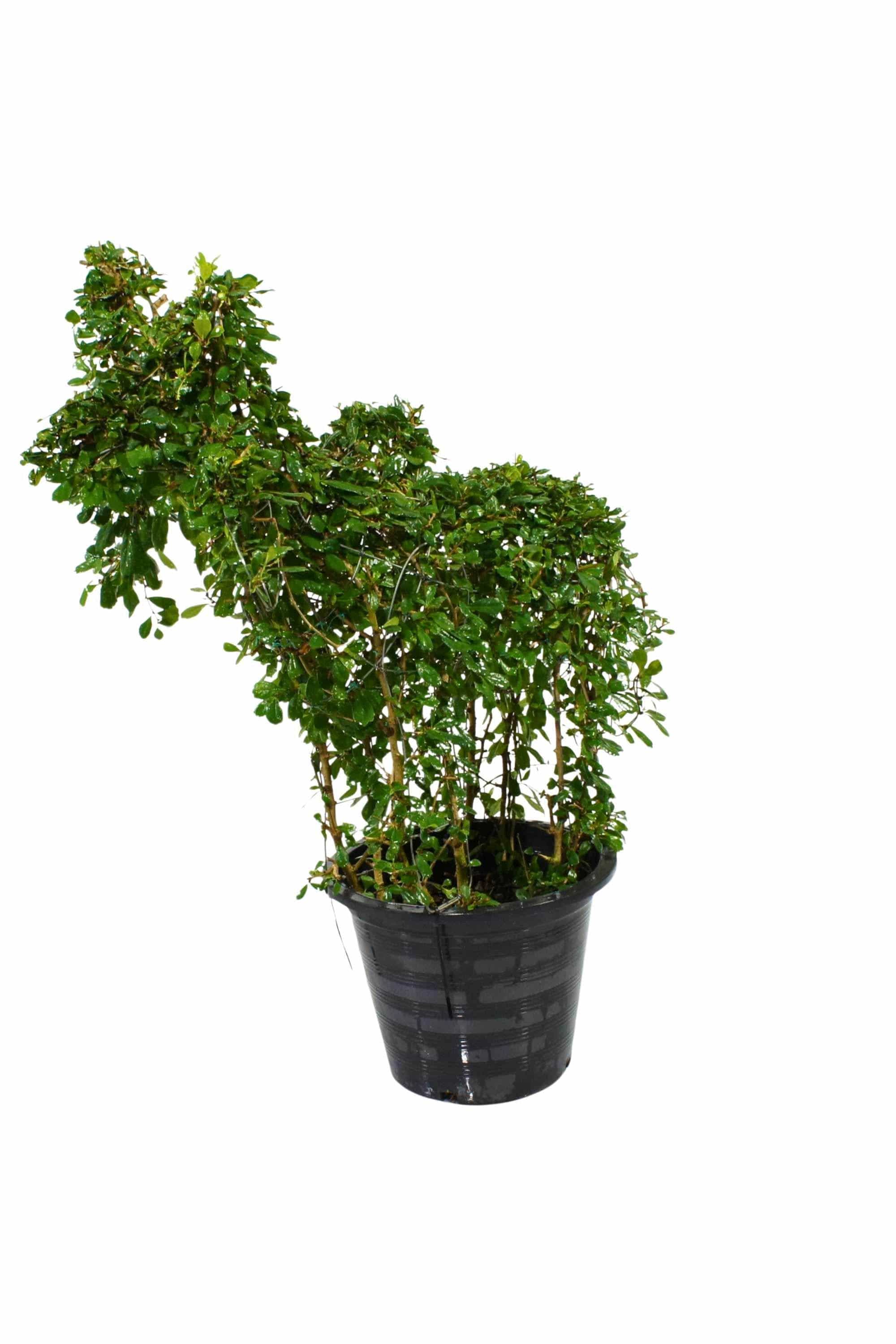 Outdoor Plant Large 80 cms Ehretia "Farm Animals" Buxifolia Shapes Ehretia "Farm Animals" Buxifolia Shapes