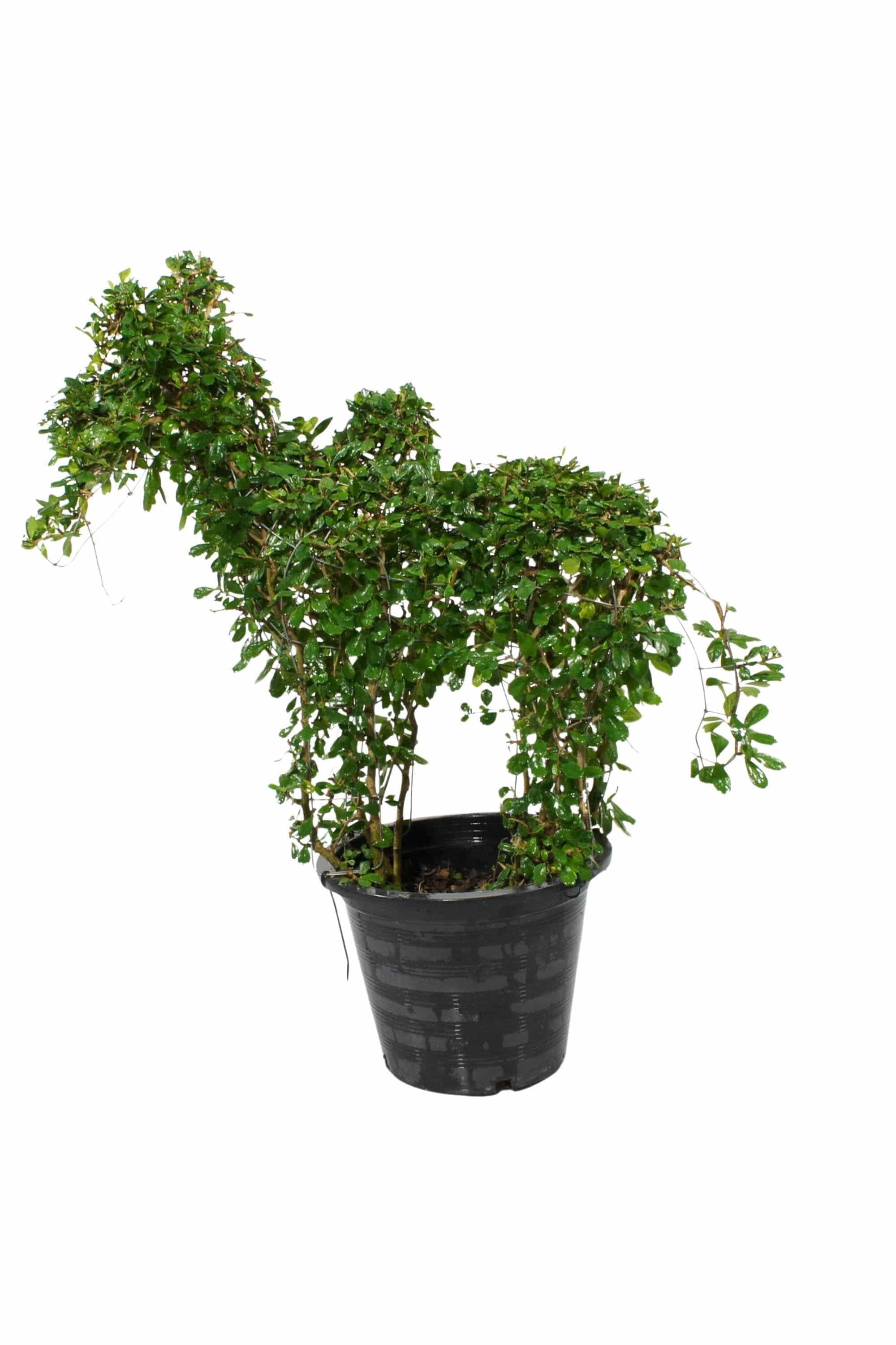 Outdoor Plant Large 80 cms Ehretia "Farm Animals" Buxifolia Shapes Ehretia "Farm Animals" Buxifolia Shapes