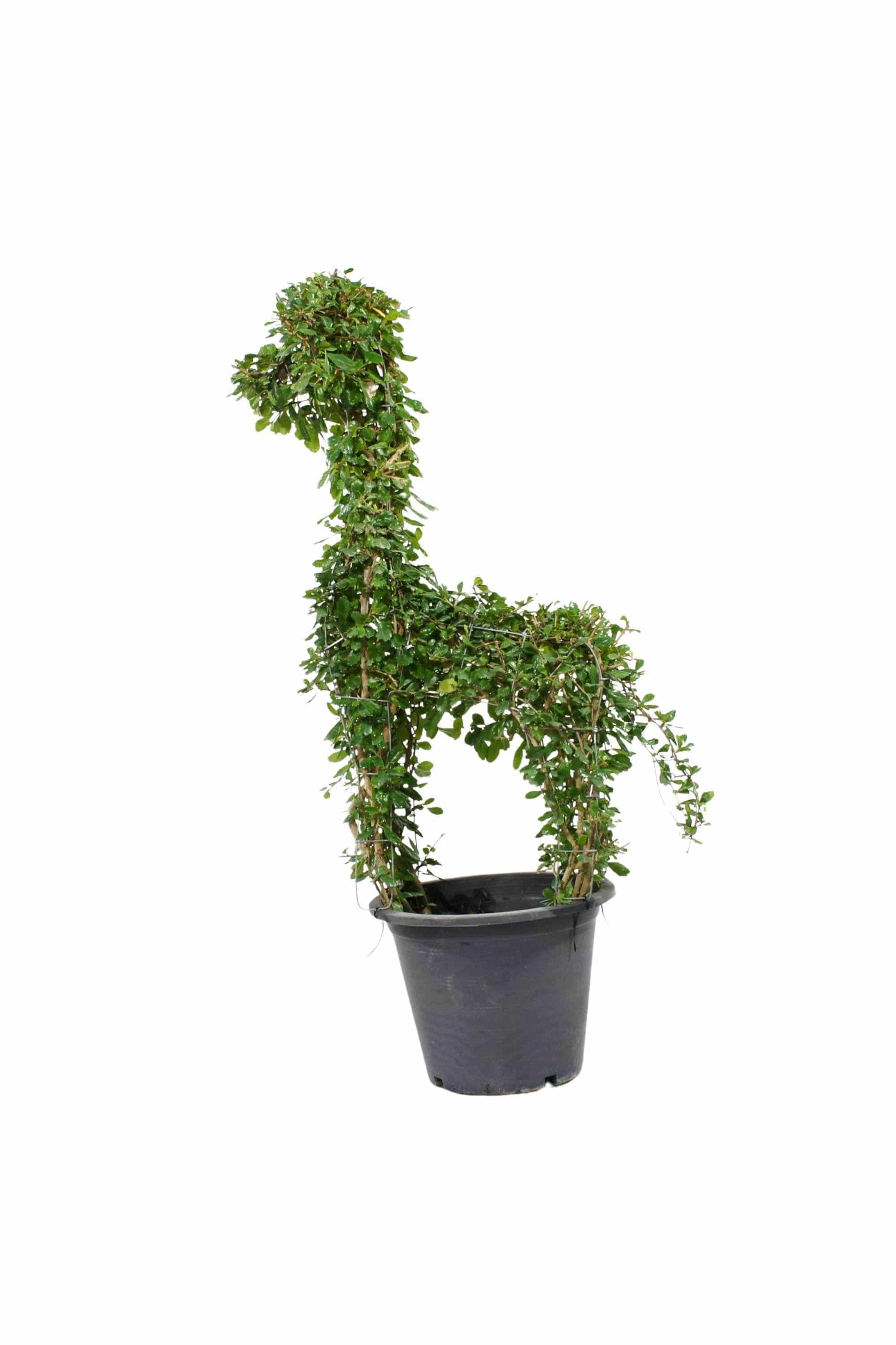 Outdoor Plant Large 80 cms Ehretia "Farm Animals" Buxifolia Shapes Ehretia "Farm Animals" Buxifolia Shapes
