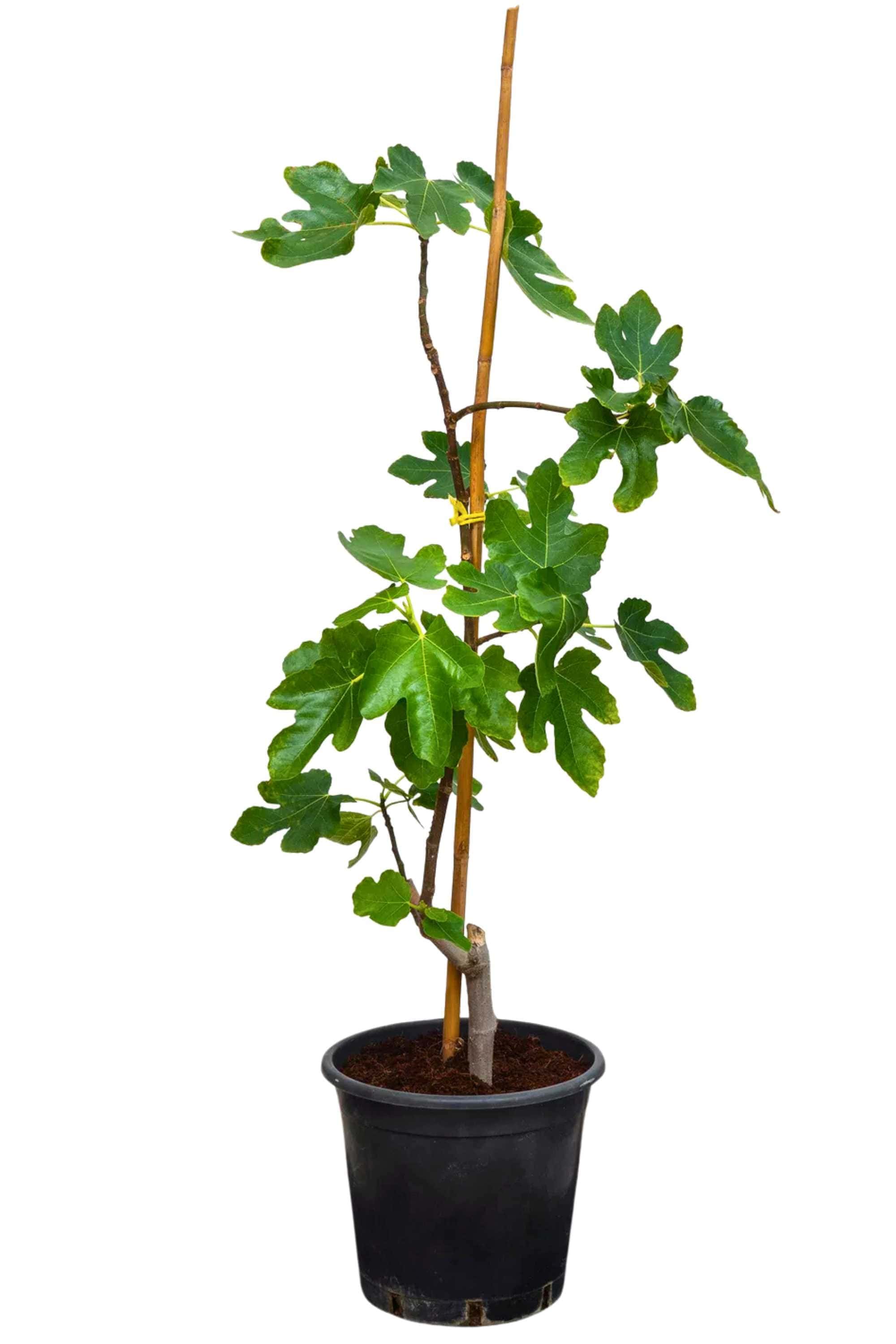 Outdoor Plant Large 80 cms Ficus carica Ficus carica