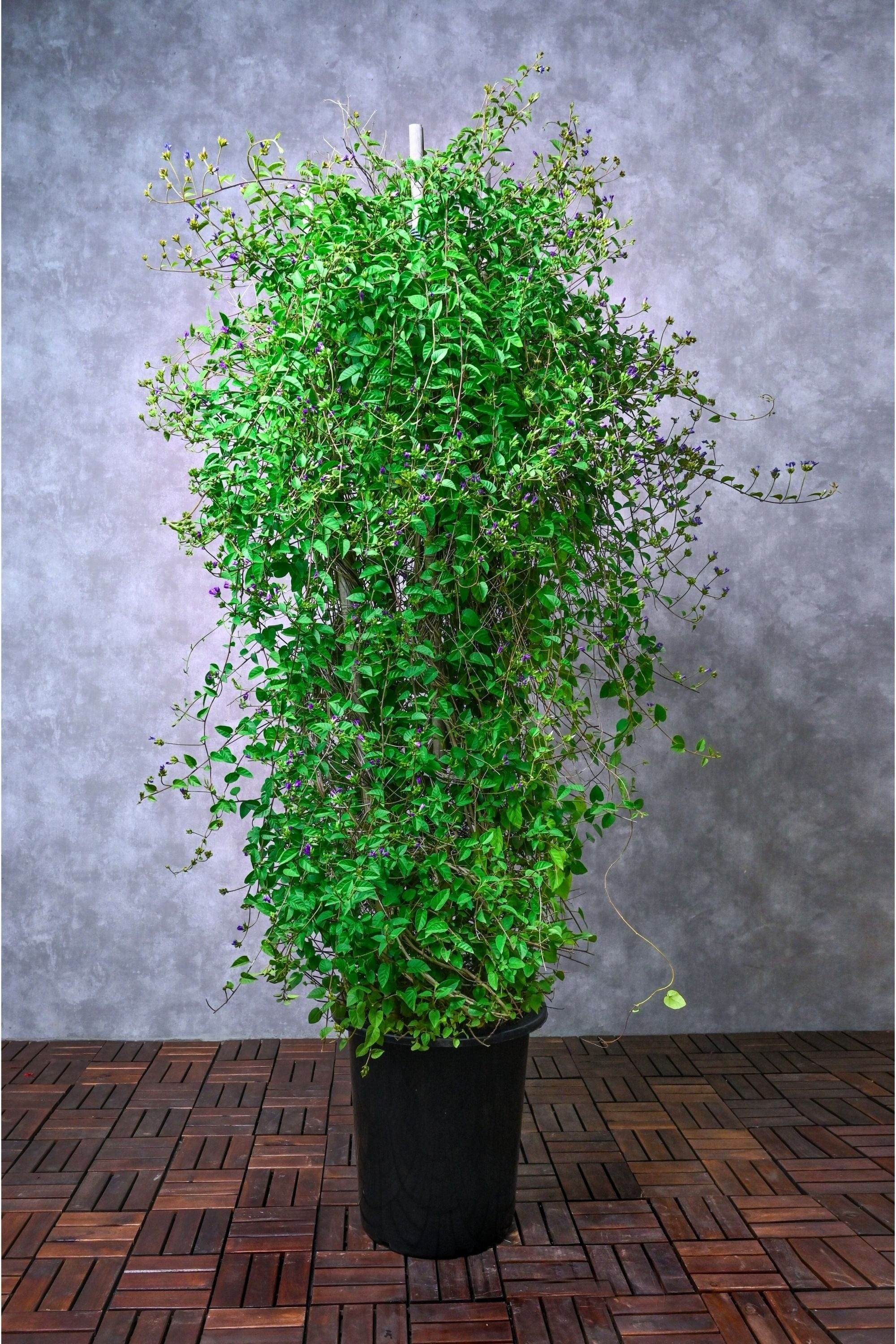 Outdoor Plant Large 80cms Blue Cluster Vine Blue Cluster Vine