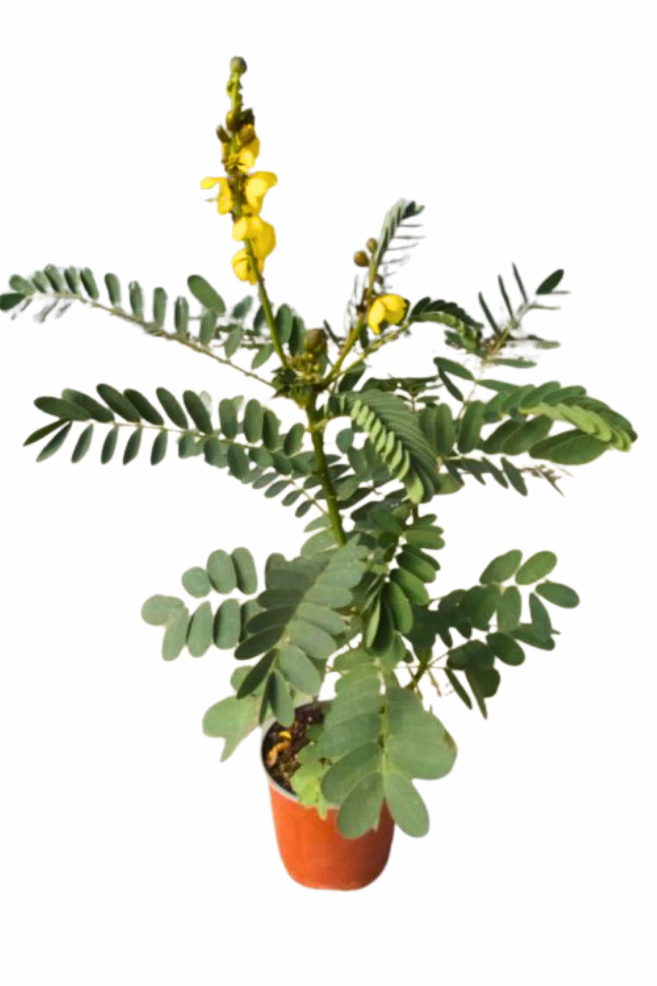 Outdoor Plant Large 90 cms Senna alata Senna alata