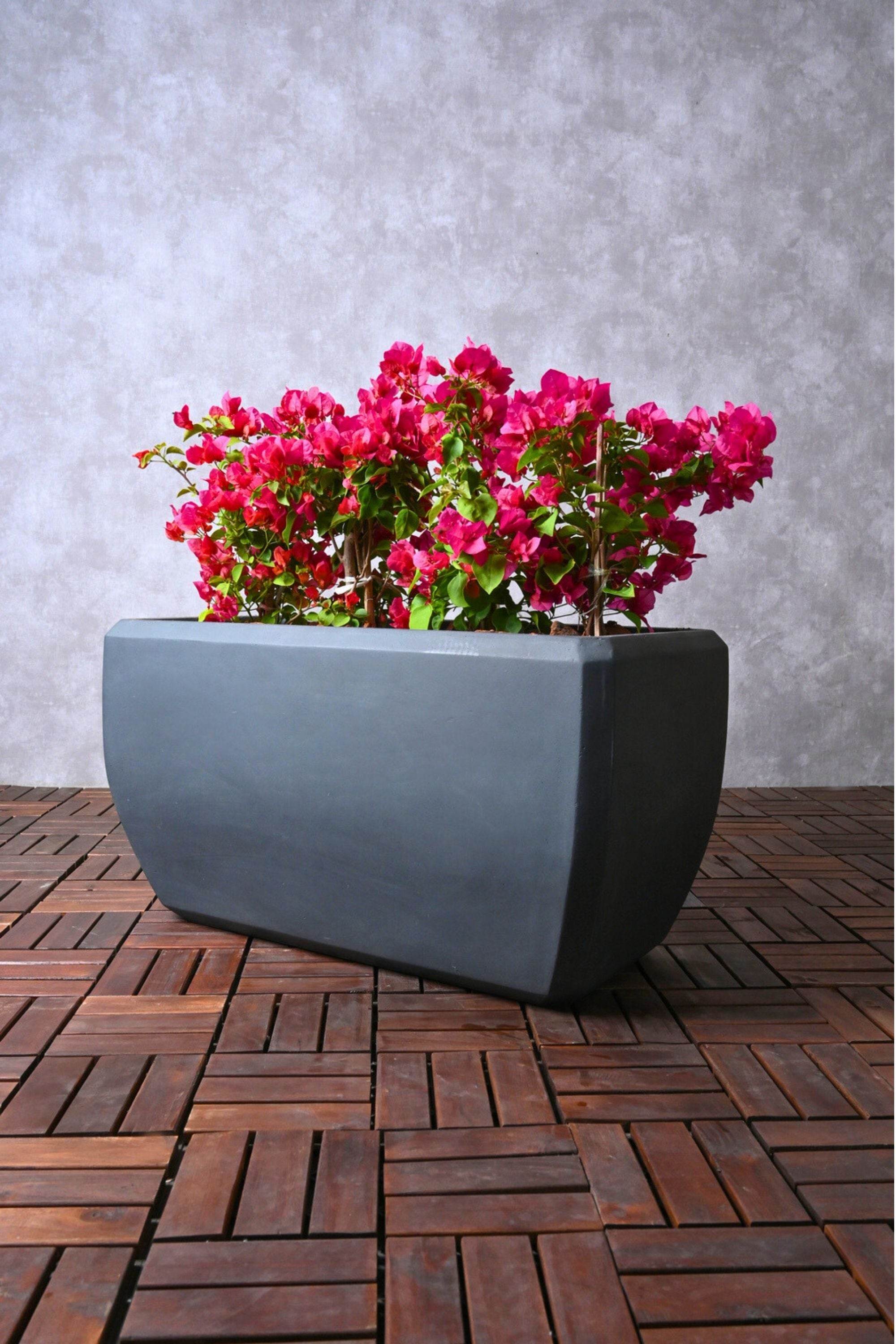 Outdoor Plant Large Bougainvillea in Rectangular Planter Bougainvillea in Rectangular Planter