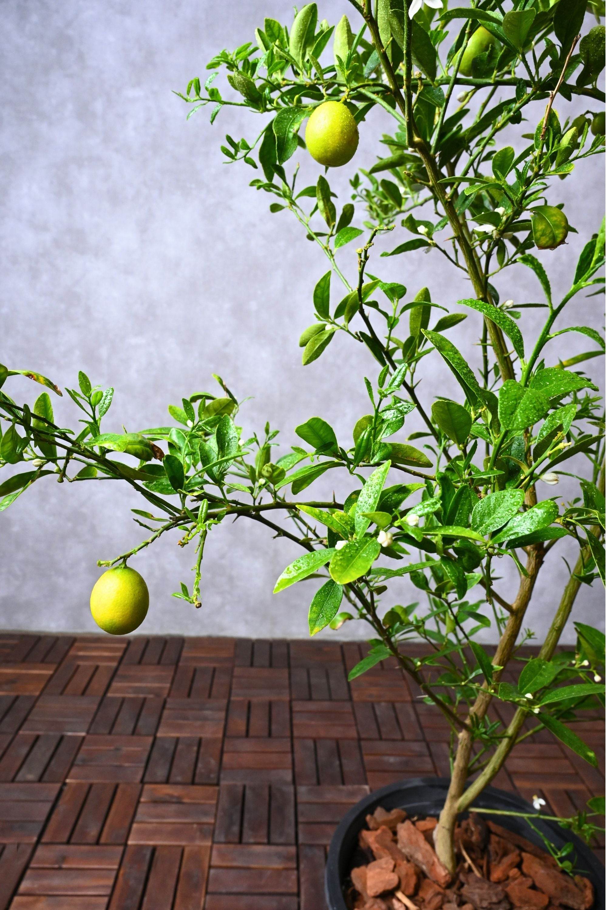 Outdoor Plant Medium 100 cms Citrus limon Citrus limon