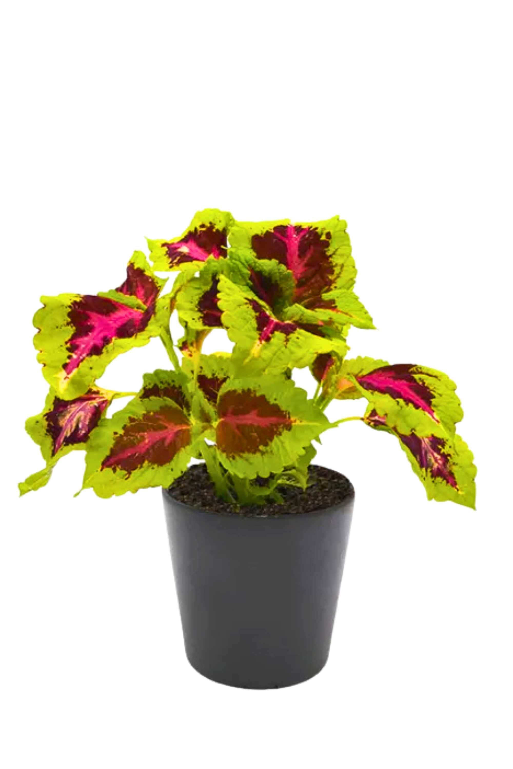 Outdoor Plant Medium 15-18 cms Plectranthus Scutellarioides Plectranthus Scutellarioides
