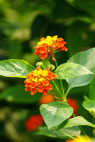 Outdoor Plant Medium 20-30 cms Lantana Camara Lantana Camara