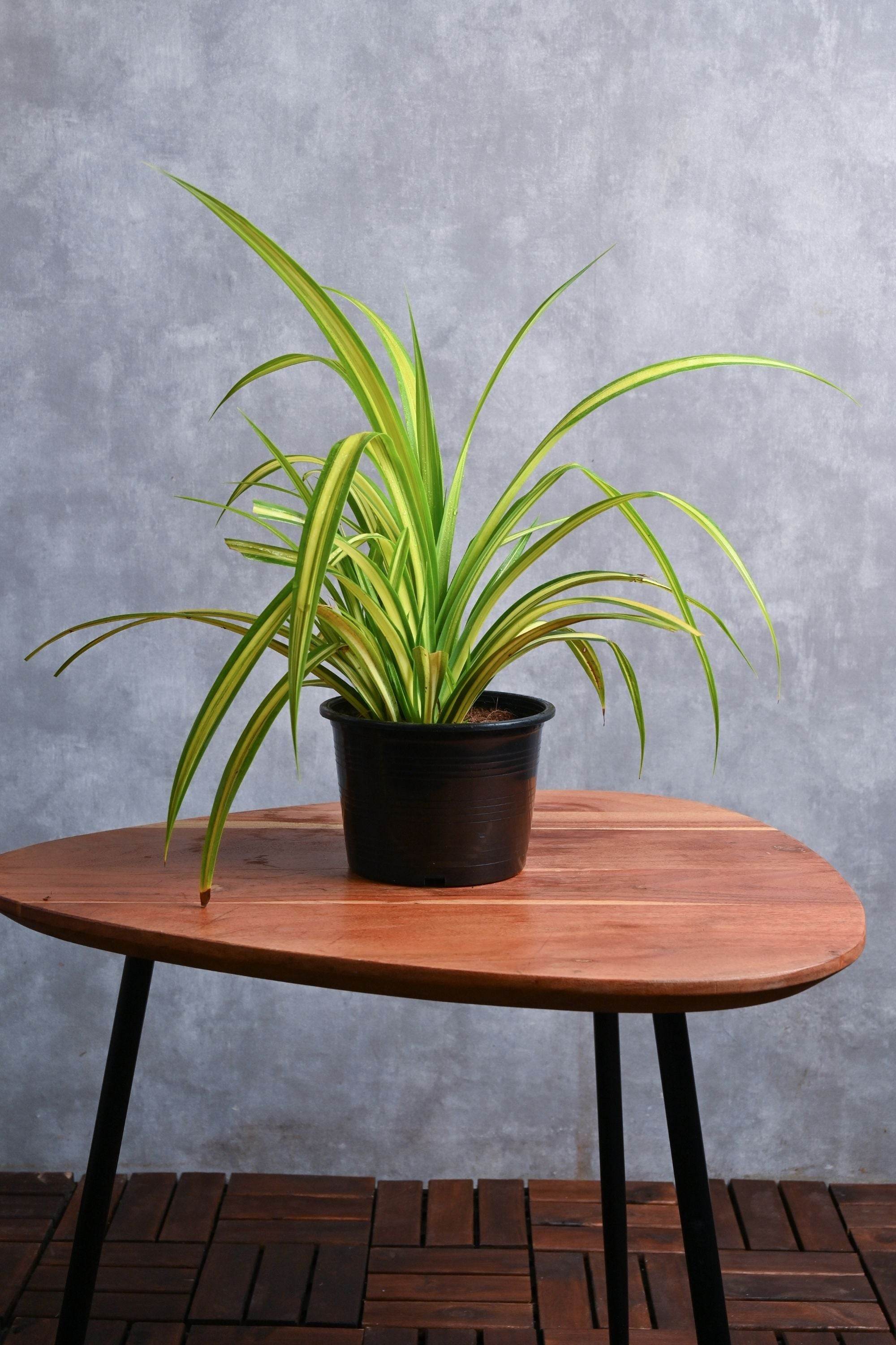 Outdoor Plant Medium 30-40 cms / Default Plastic Pot Pandanus baptistii Pandanus baptistii
