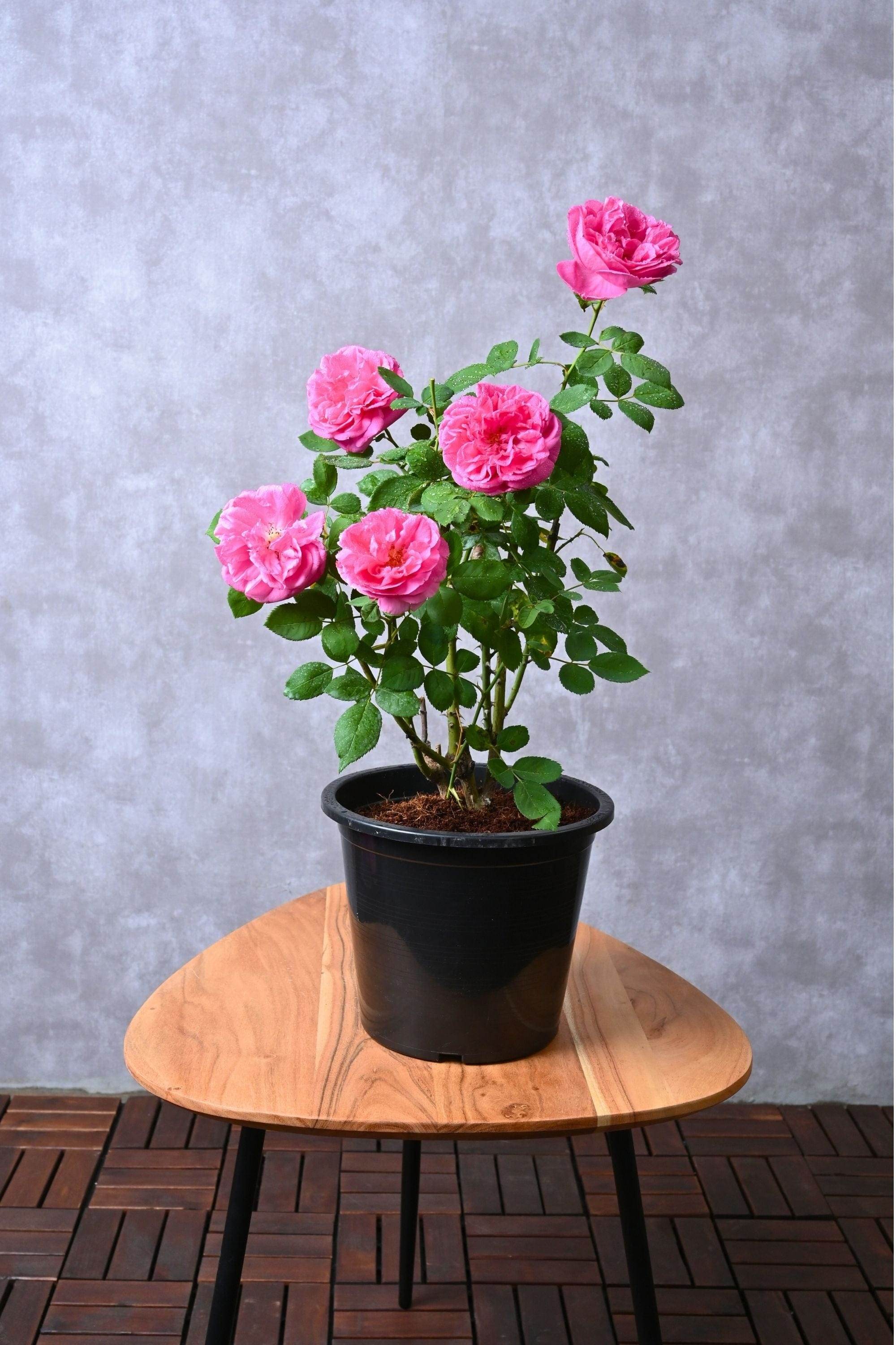 Outdoor Plant Medium 30-40 cms / Default Plastic Pot Rosa spp. Rosa spp.