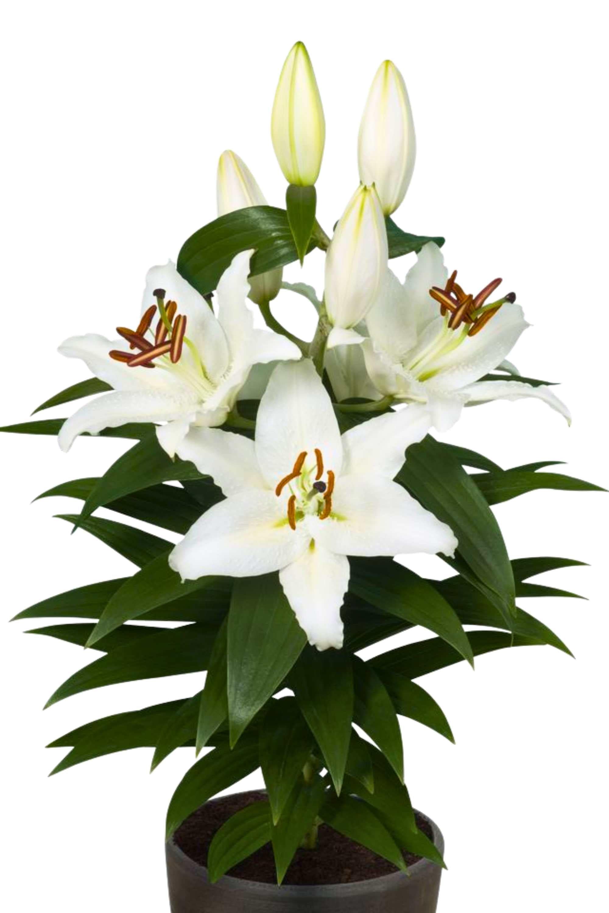 Outdoor Plant Medium 30 x 40 cms Lilium asiatica Lilium asiatica