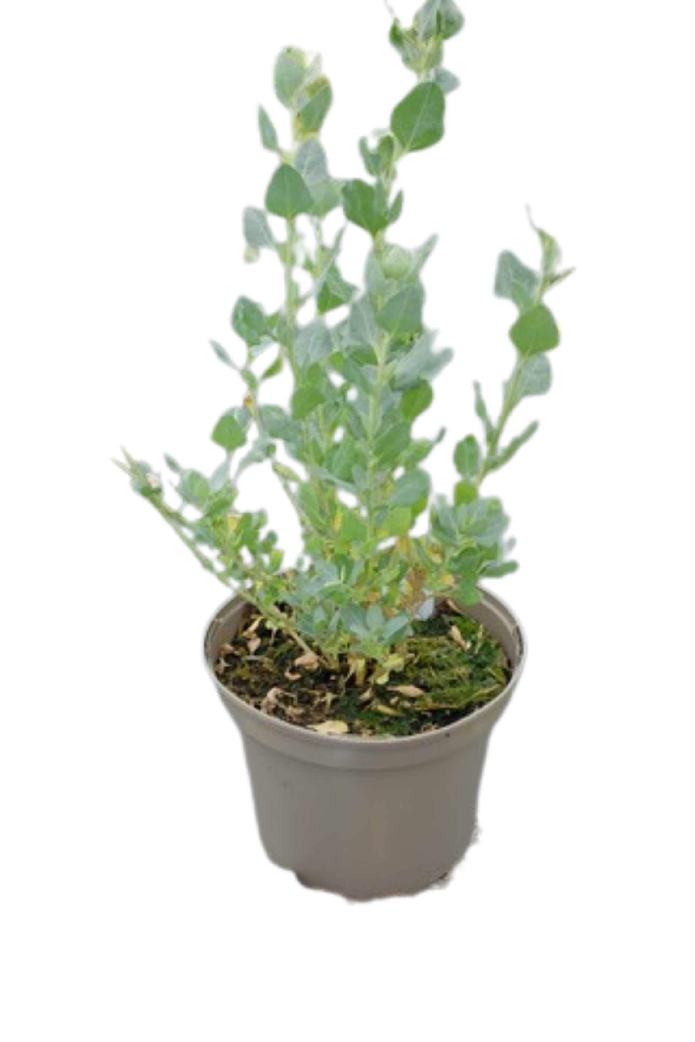 Outdoor Plant Medium 35 cms Atriplex Halimus Atriplex Halimus