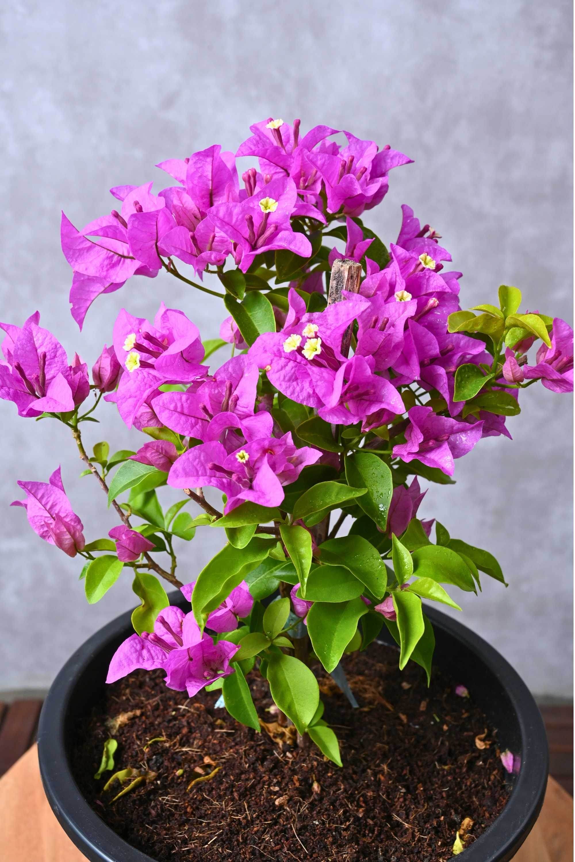 Outdoor Plant Medium 40-50 cms / Alexandra Bougainvillea Spp Bougainvillea Spp
