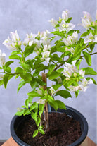 Outdoor Plant Medium 40-50 cms Bougainvillea glabra ‘Nana White’ Bougainvillea glabra ‘Nana White’