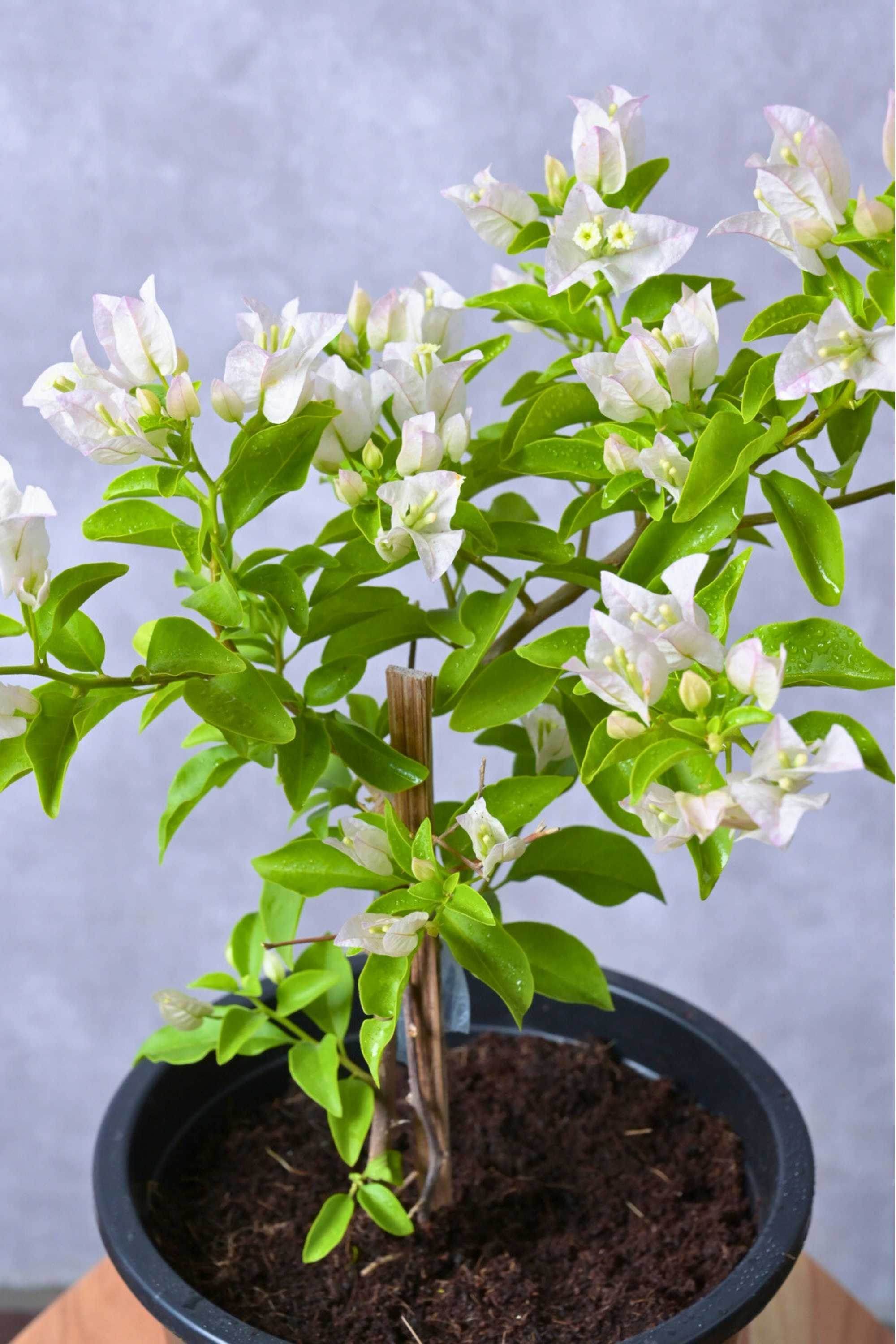 Outdoor Plant Medium 40-50 cms Bougainvillea glabra ‘Nana White’ Bougainvillea glabra ‘Nana White’