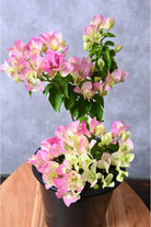 Outdoor Plant Medium 40-50 cms / Coco Ice Bougainvillea Spp Bougainvillea Spp