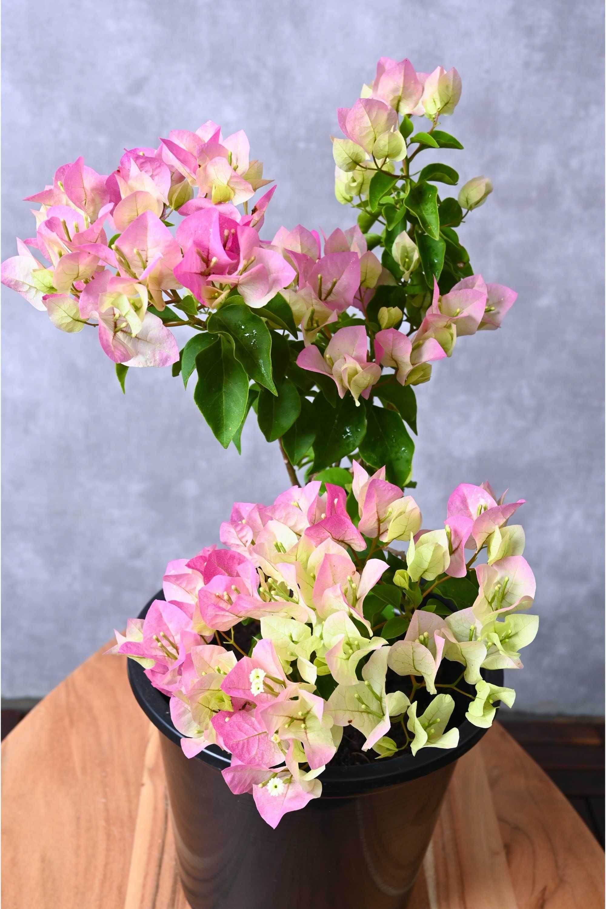 Outdoor Plant Medium 40-50 cms / Coco Ice Bougainvillea Spp Bougainvillea Spp