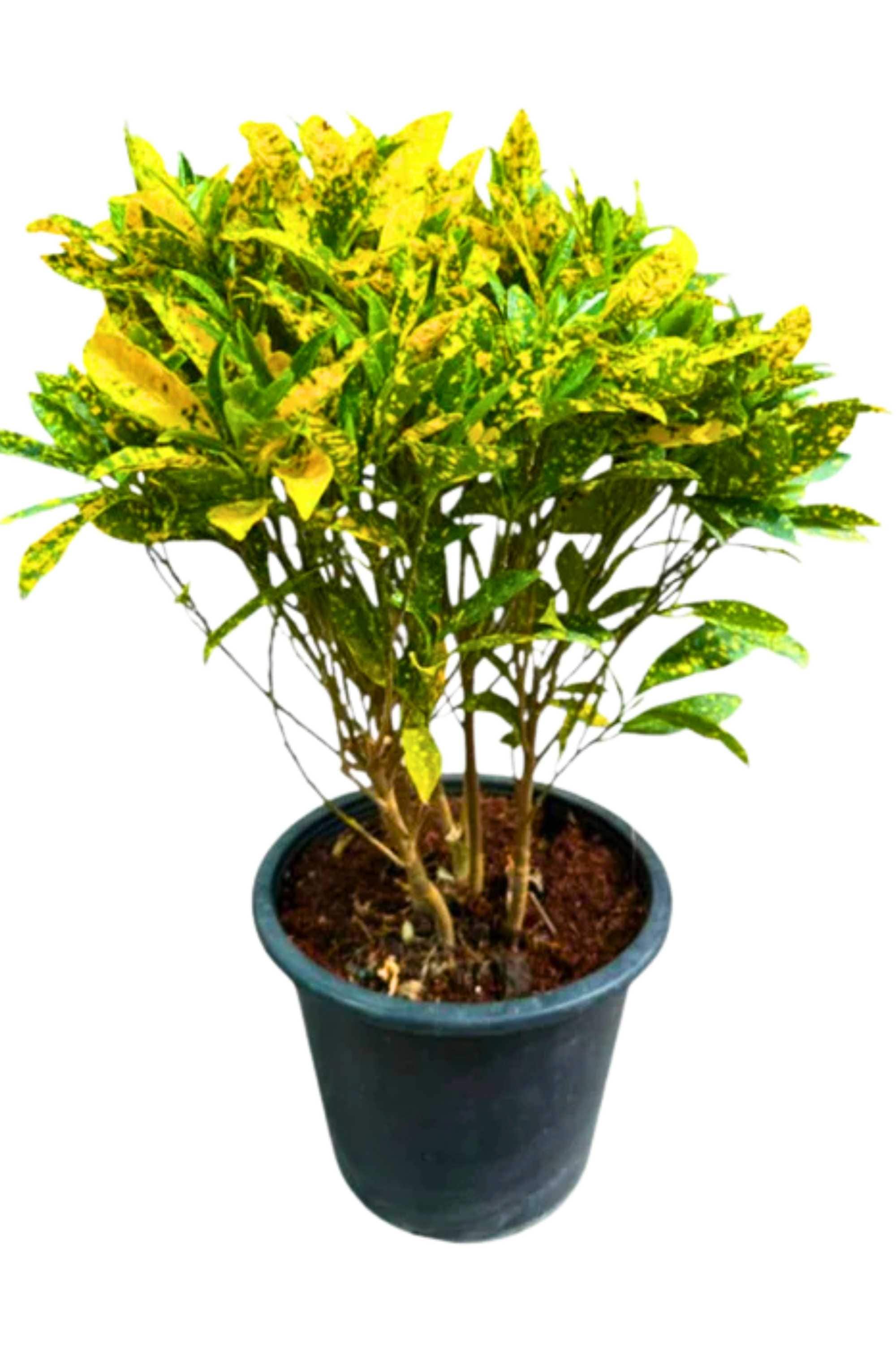 Outdoor Plant Medium 40-50 cms Codiaeum variegatum 'Petra Green' Codiaeum variegatum 'Petra Green'