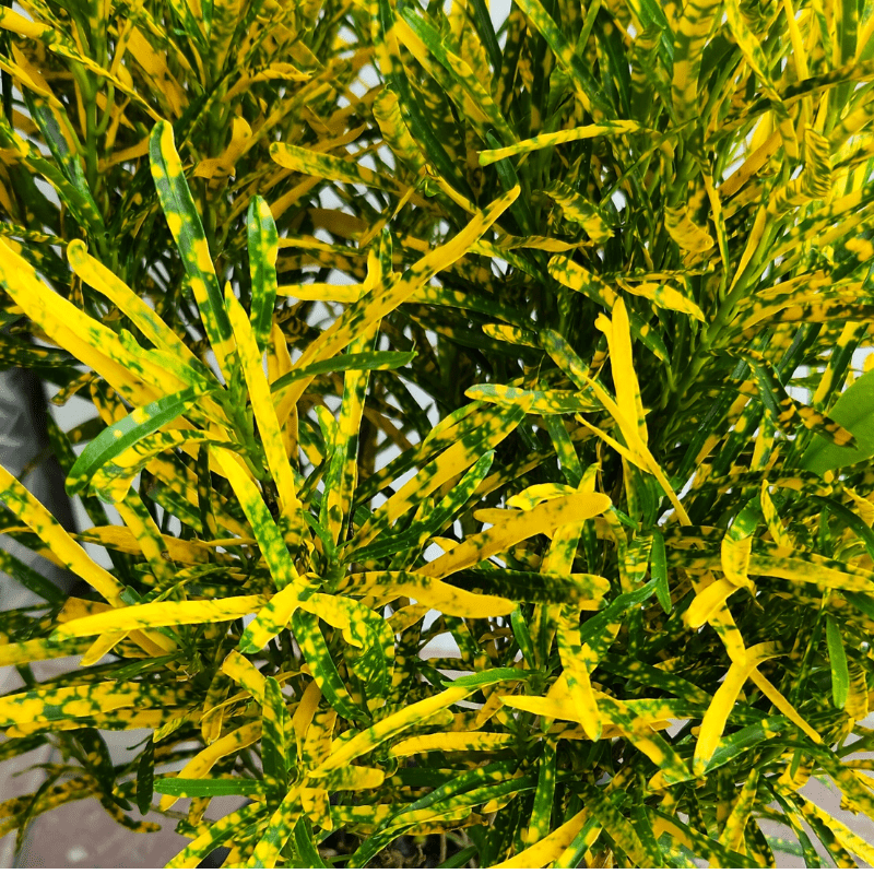 Outdoor Plant Medium 40-50 cms Codiaeum variegatum 'Petra Green' Codiaeum variegatum 'Petra Green'