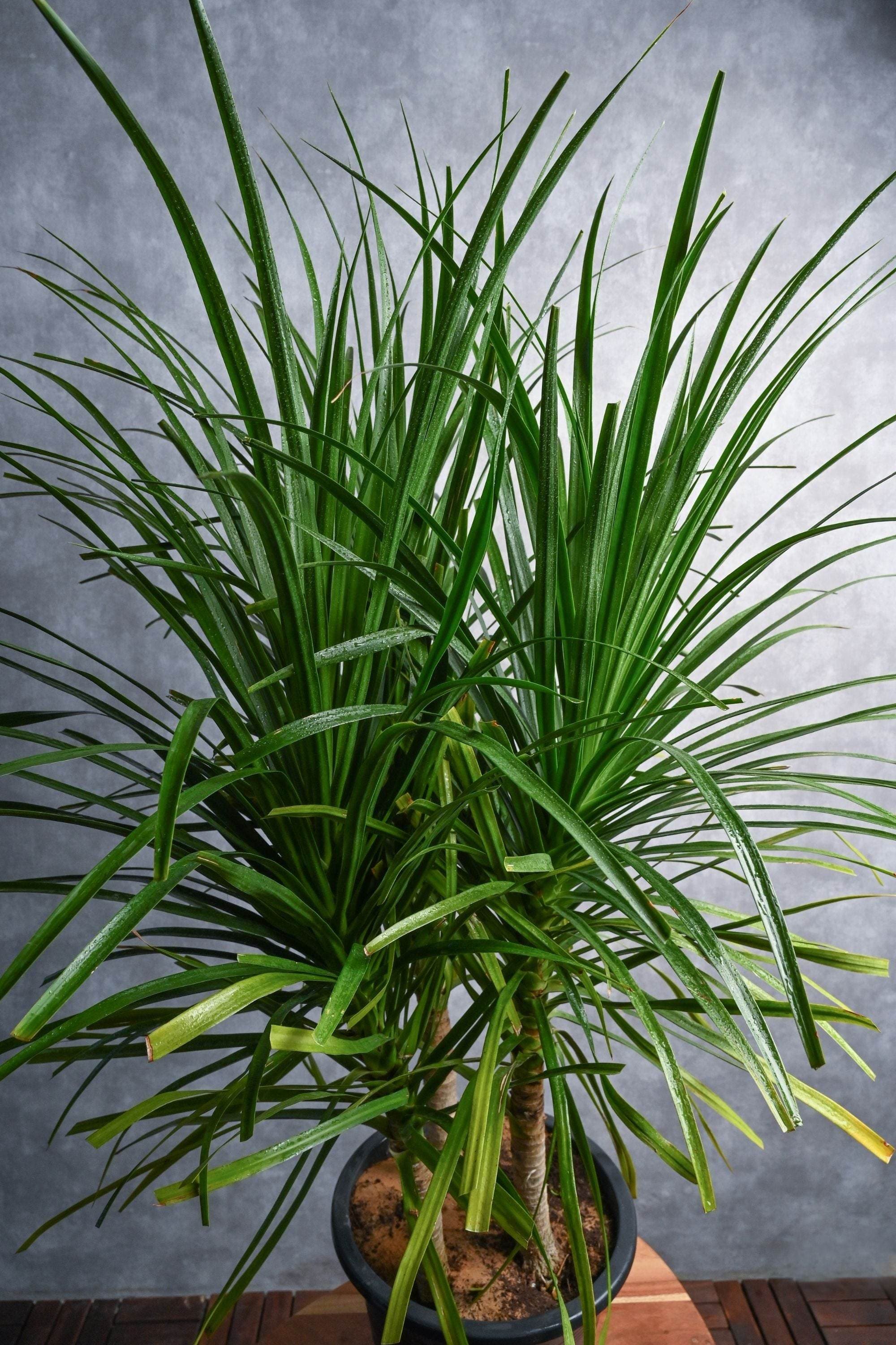 Outdoor Plant Medium 50-60 cms / Default Plastic Pot Dracaena draco Dracaena draco