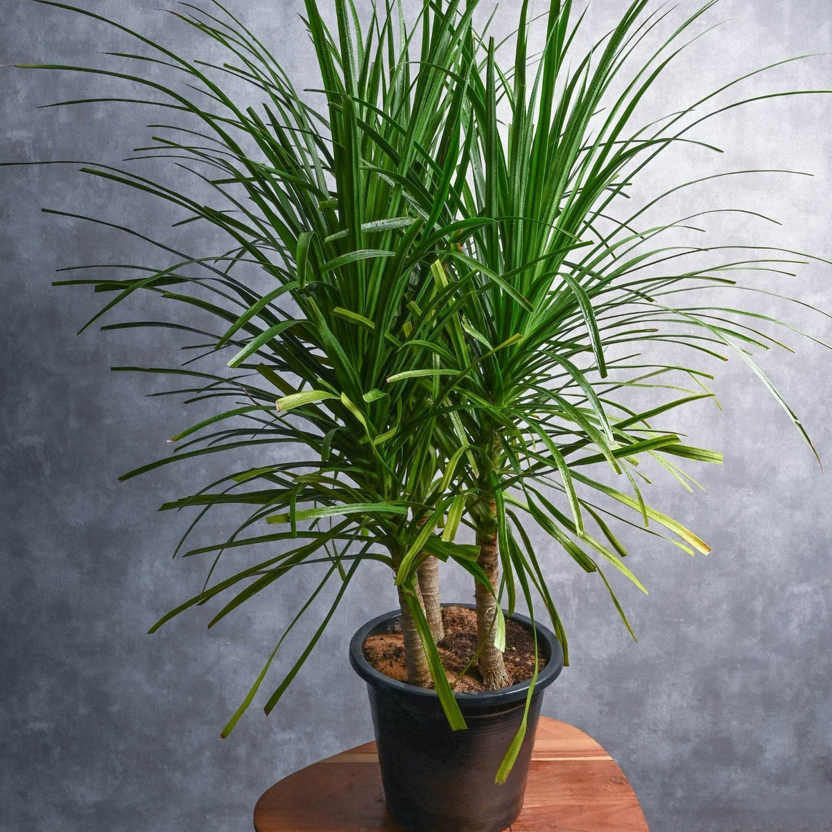 Dracaena draco – Adplants
