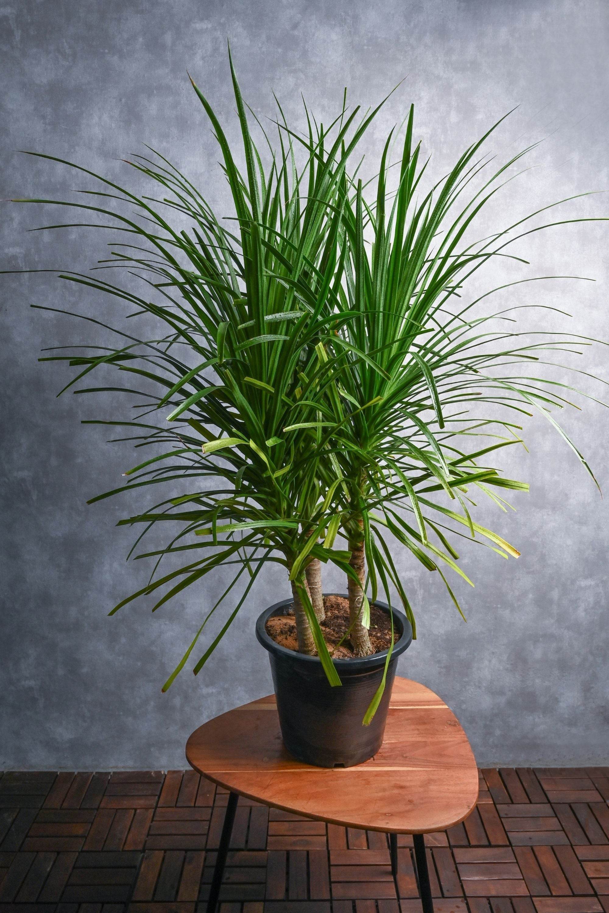 Outdoor Plant Medium 50-60 cms / Default Plastic Pot Dracaena draco Dracaena draco