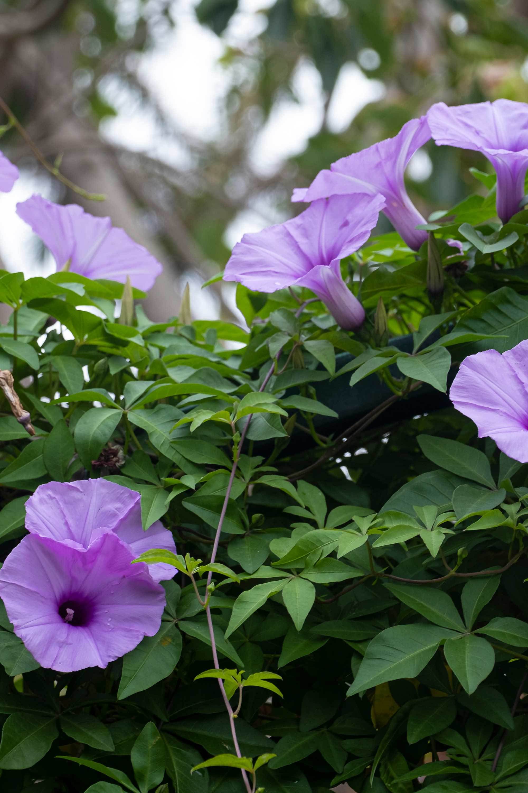 Outdoor Plant Medium 50-60 cms Ipomea Ipomea