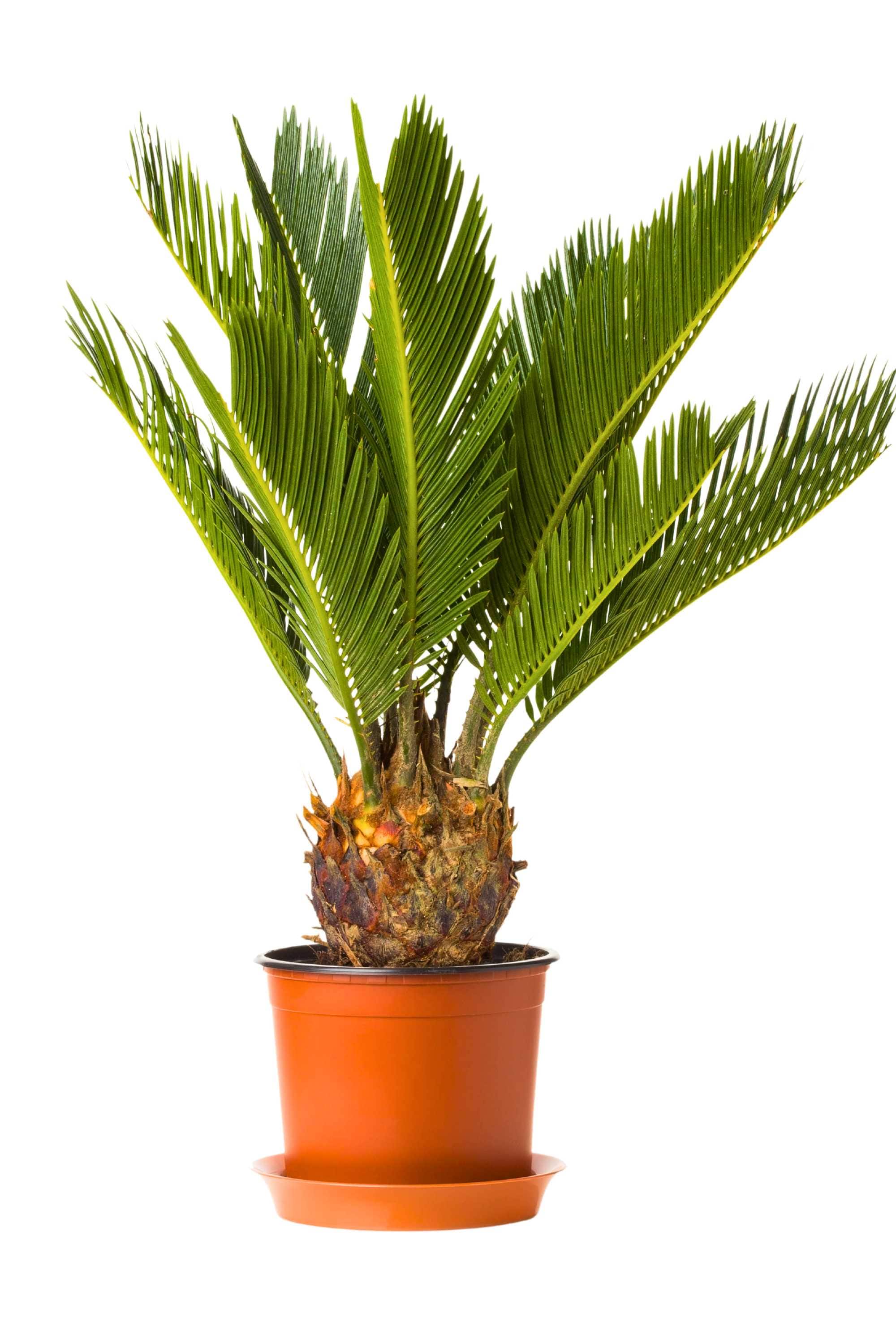 Outdoor Plant Medium 50-60 cms Sago Palm Sago Palm