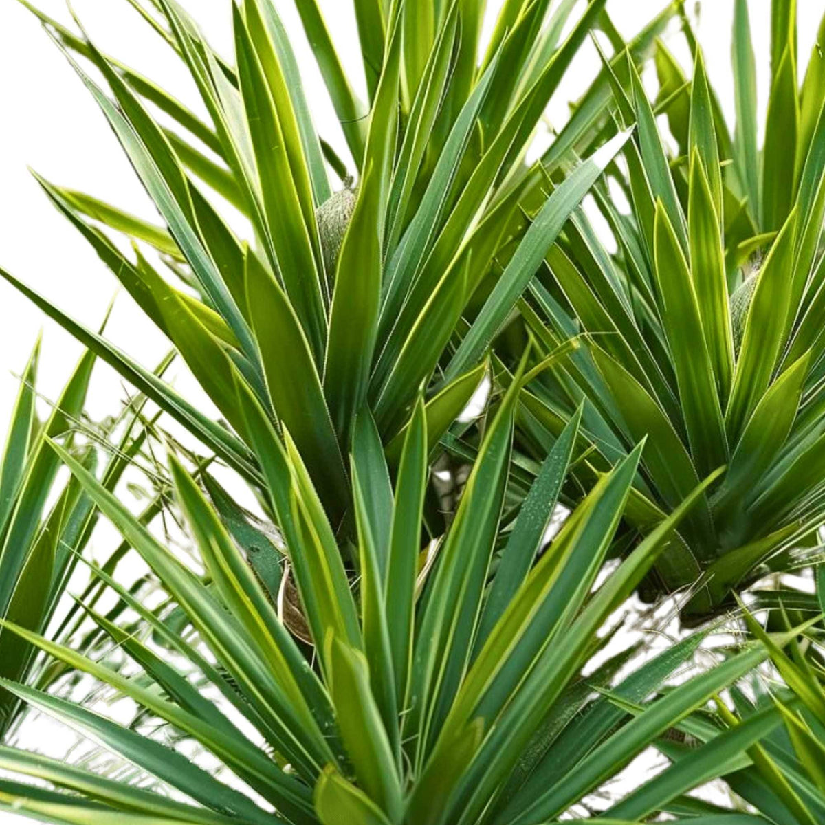 yucca plant outdoor or indoor Yucca Aloifolia – Adplants