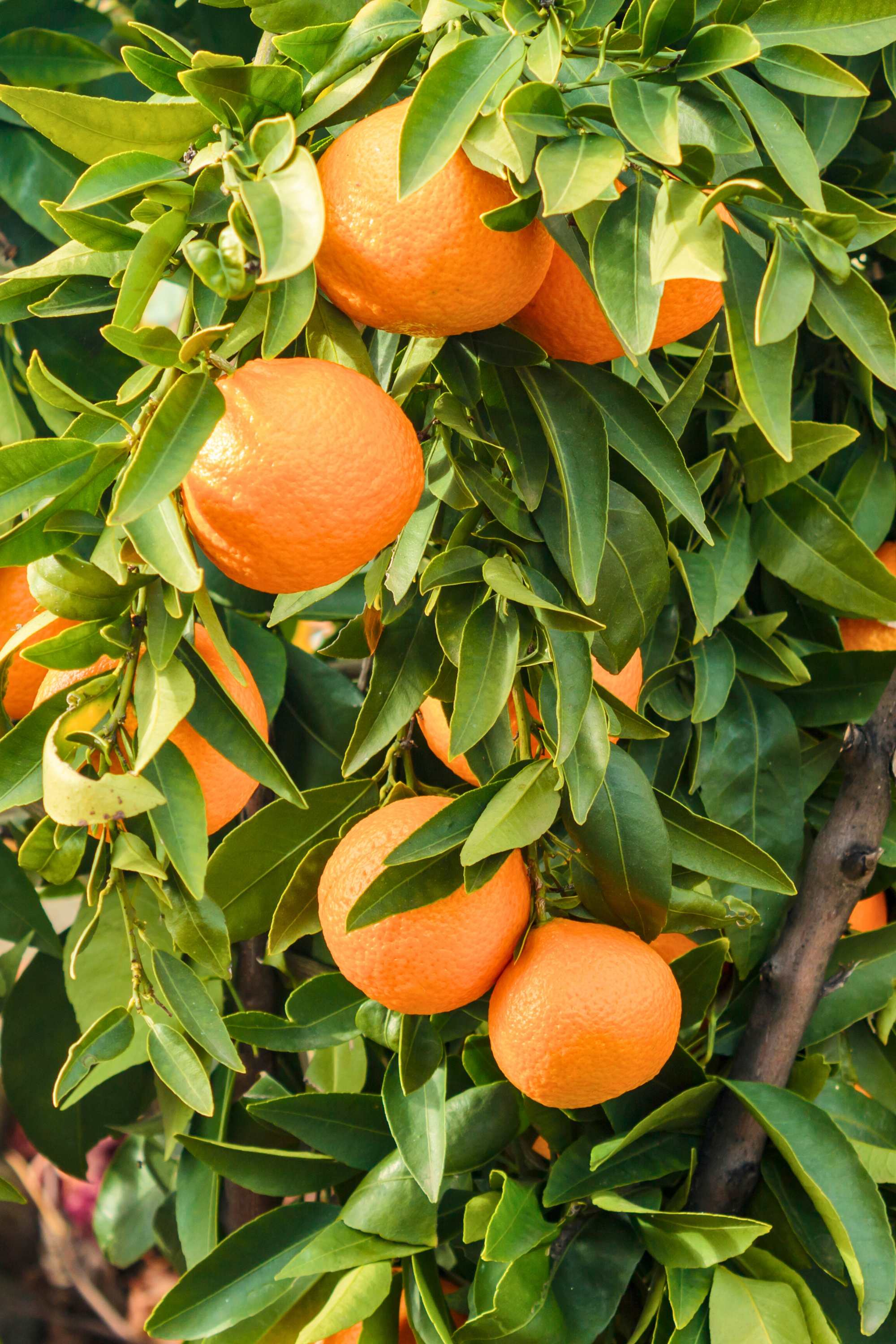 Outdoor Plant Medium 60 cms Citrus sinensis Citrus sinensis