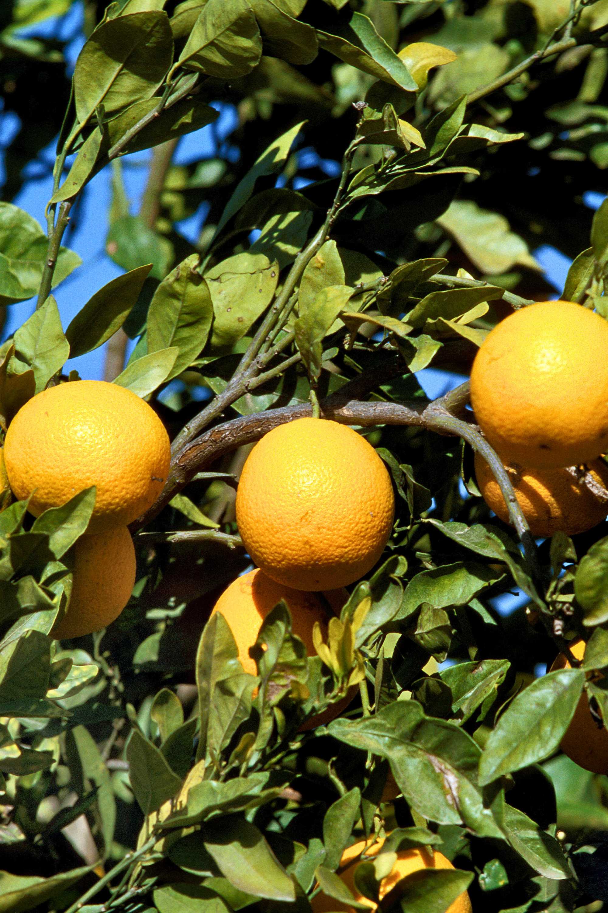 Outdoor Plant Medium 60 cms Citrus sinensis Citrus sinensis