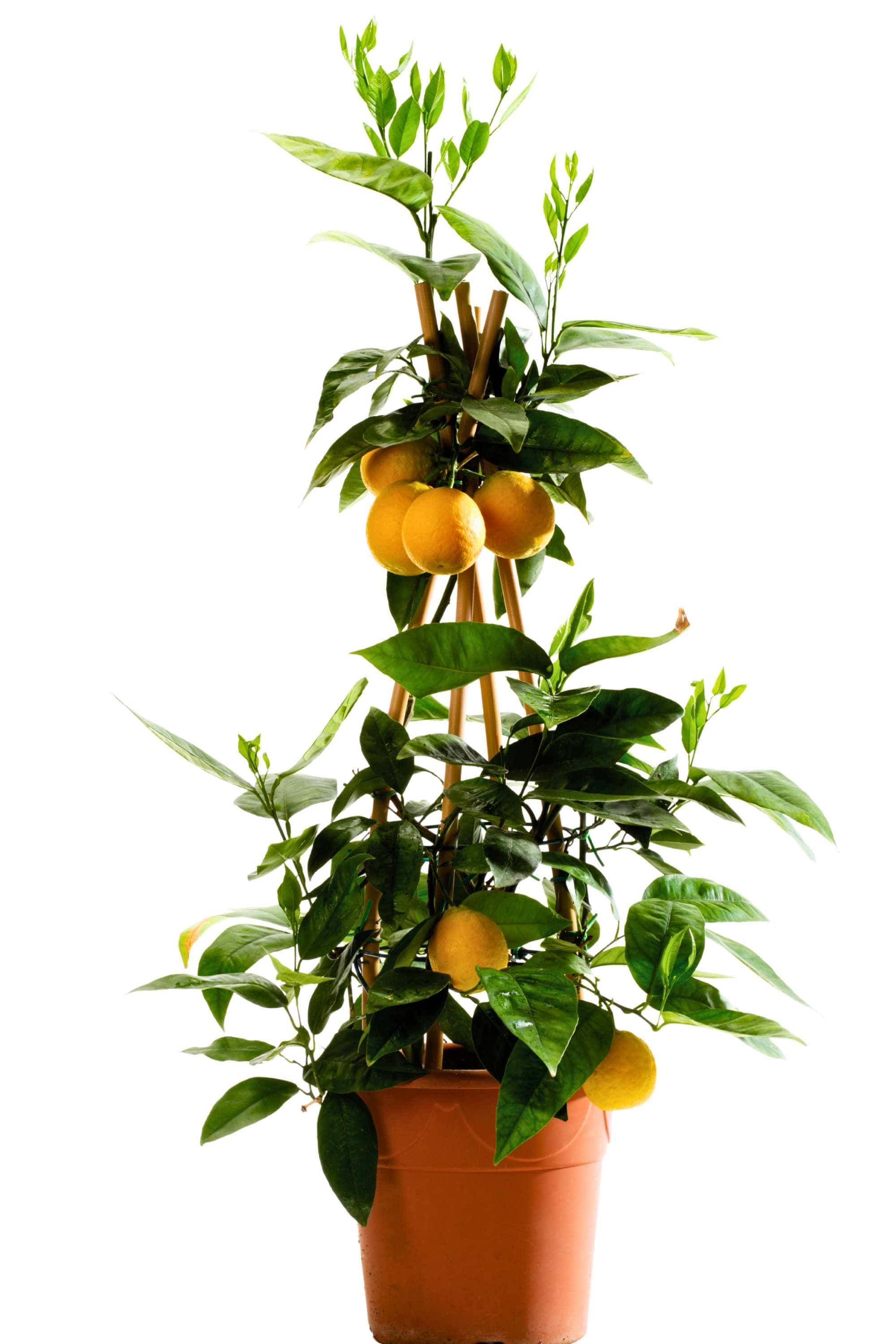Outdoor Plant Medium 60 cms Citrus sinensis Citrus sinensis