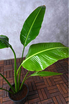 Outdoor Plant Medium 70-80 cms Ravenala madagascariensis Ravenala madagascariensis