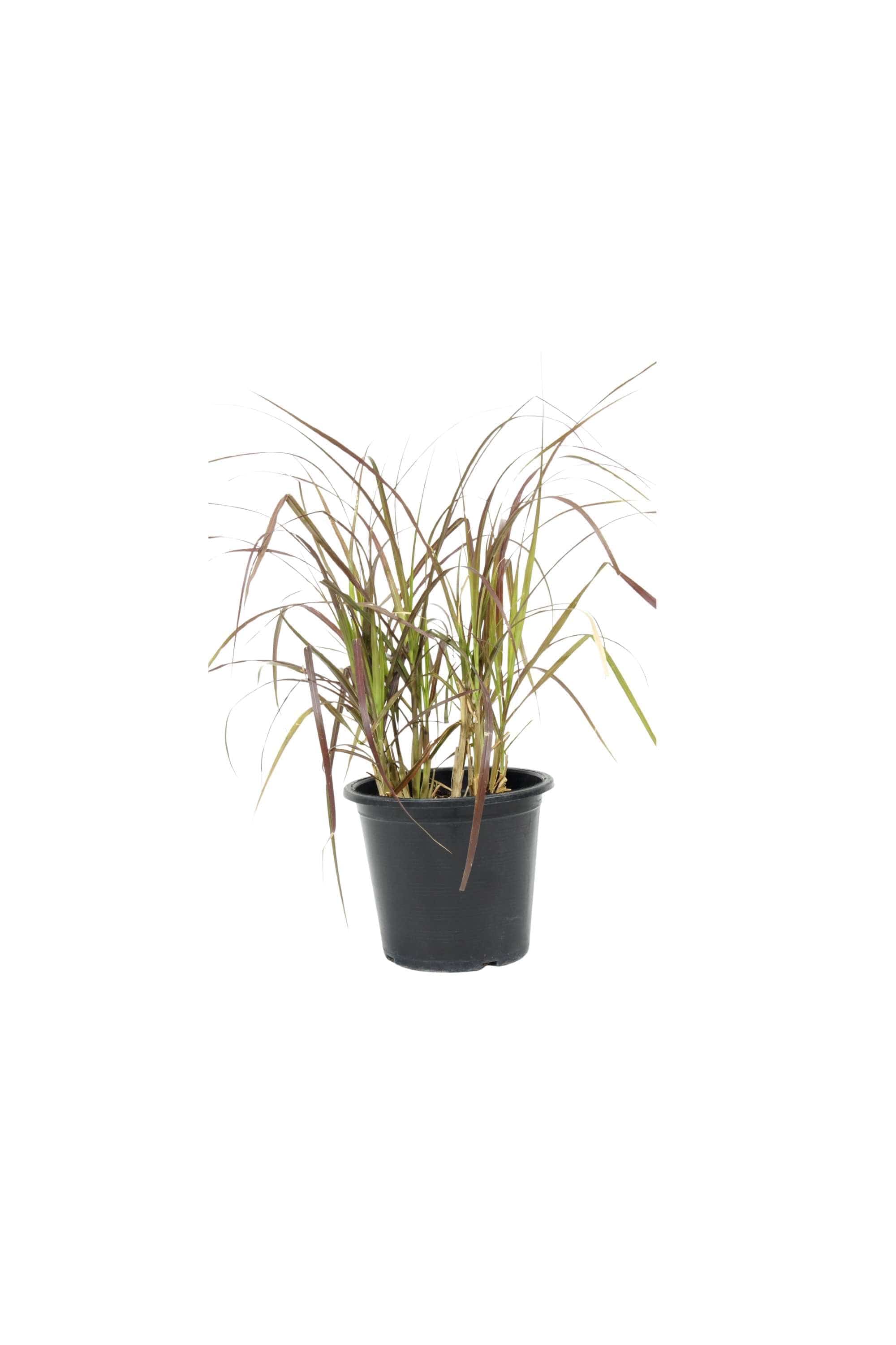 Outdoor Plant Medium V12 Pot 20-30 cms Pennisetum Rubrum Pennisetum Rubrum