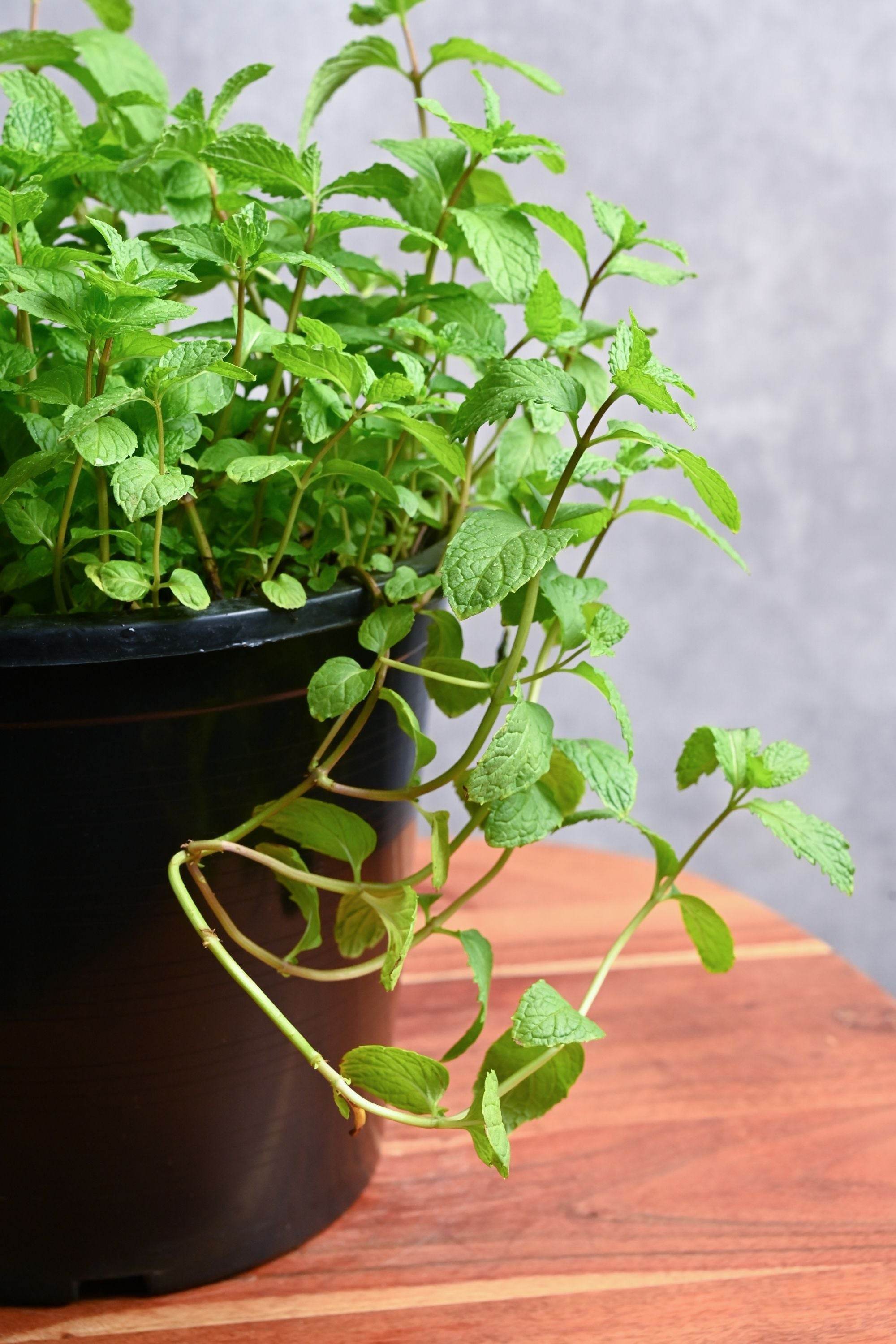 Outdoor Plant Mentha spp. Mentha spp.