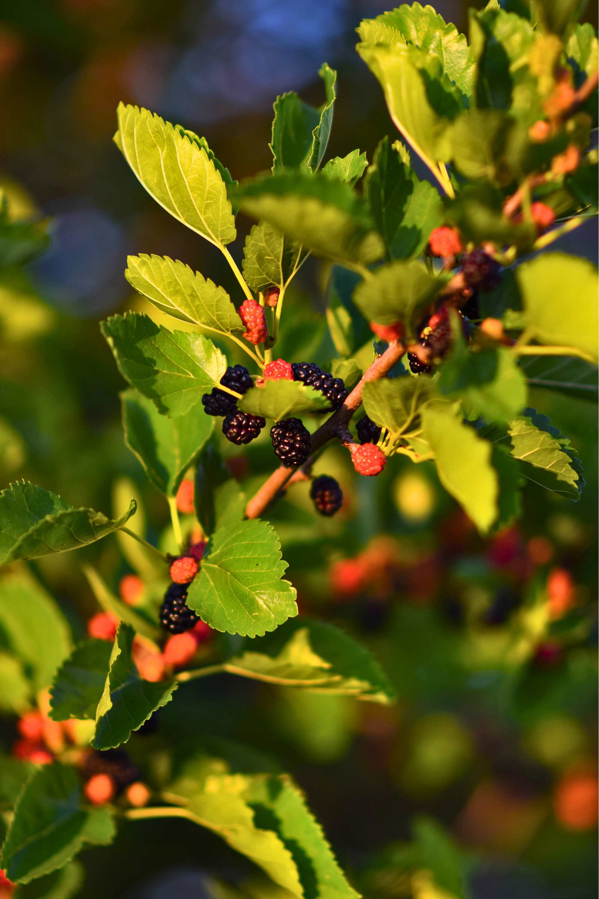 Outdoor Plant Morus rubra Morus rubra