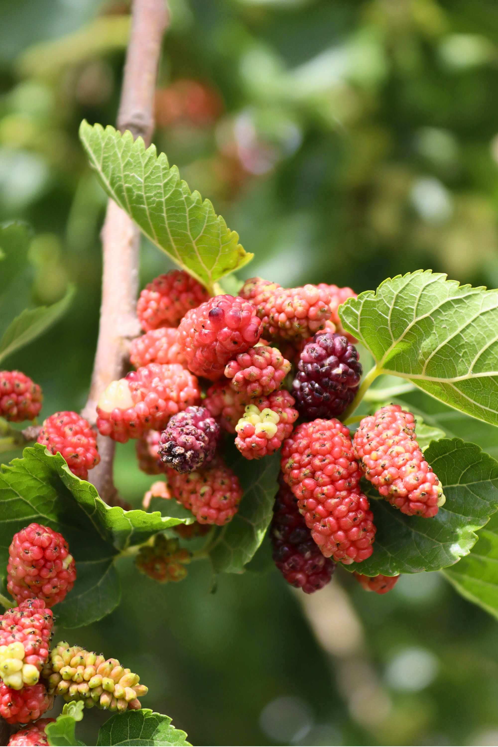 Outdoor Plant Morus rubra Morus rubra