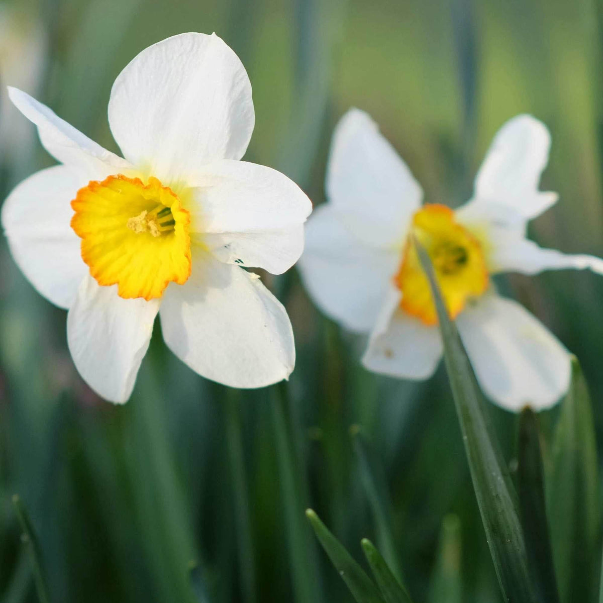 Narcissus  Adplants